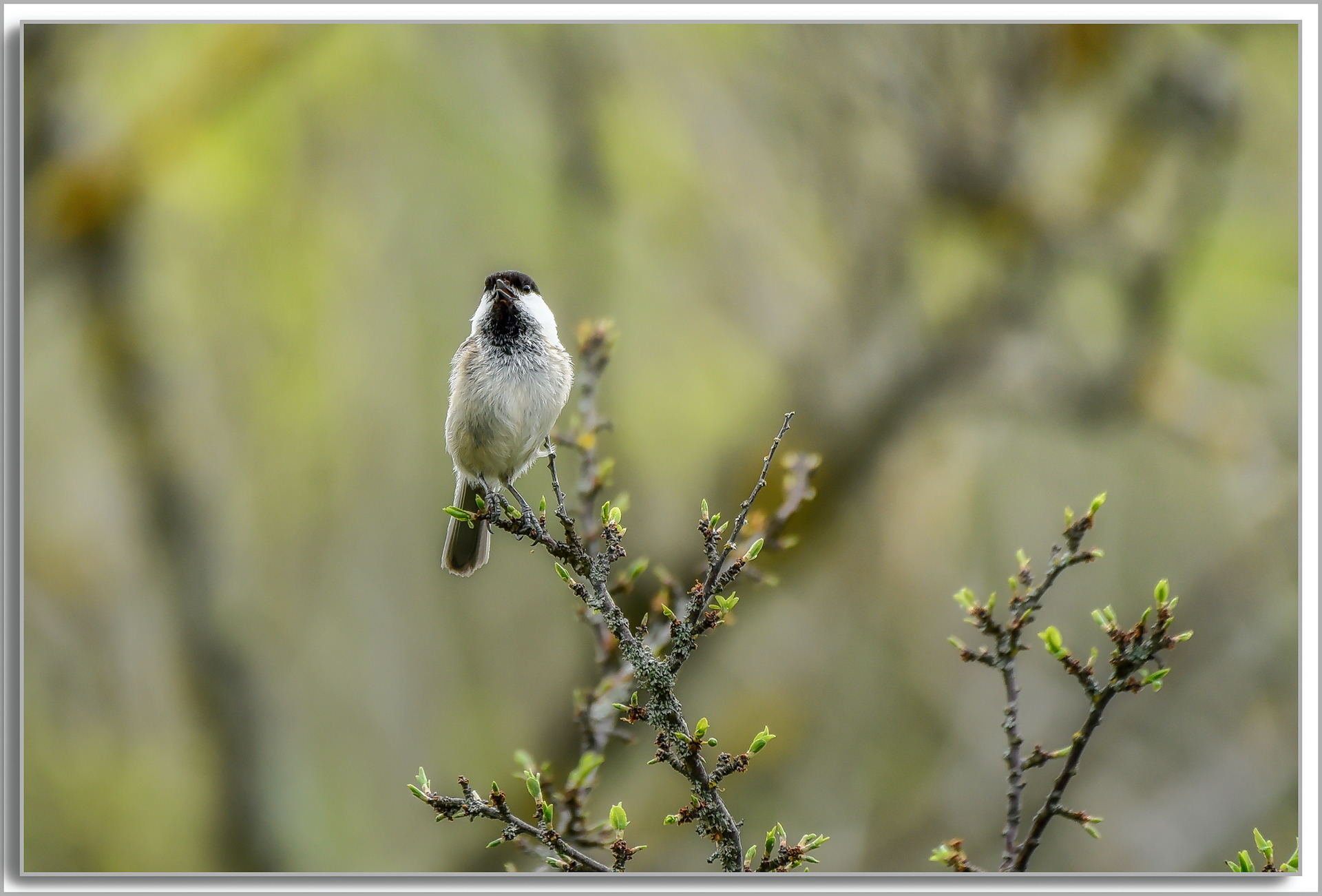 Mésange boréale - Poecile montanus