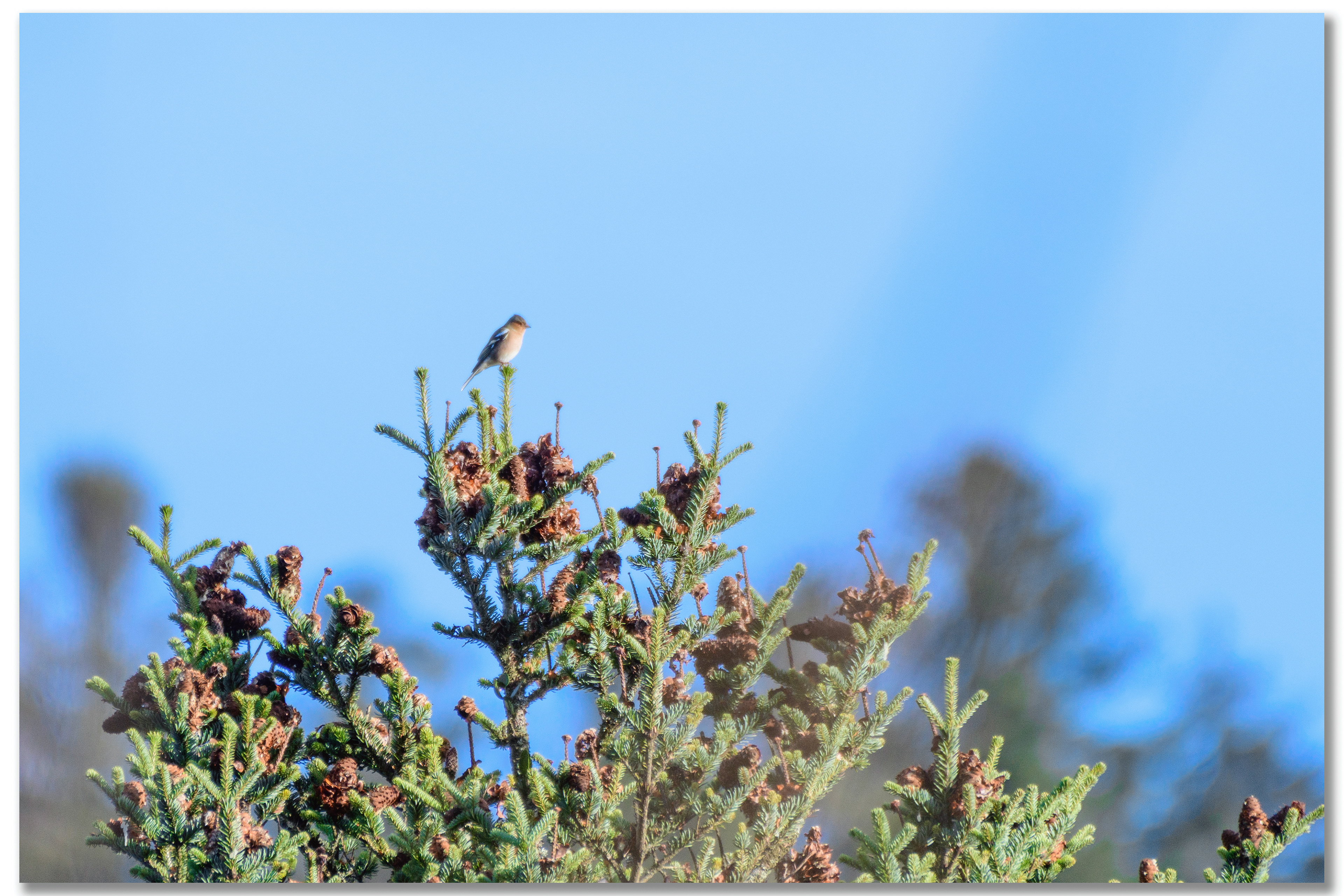 Pinson des arbres - Fringilla Coelebs