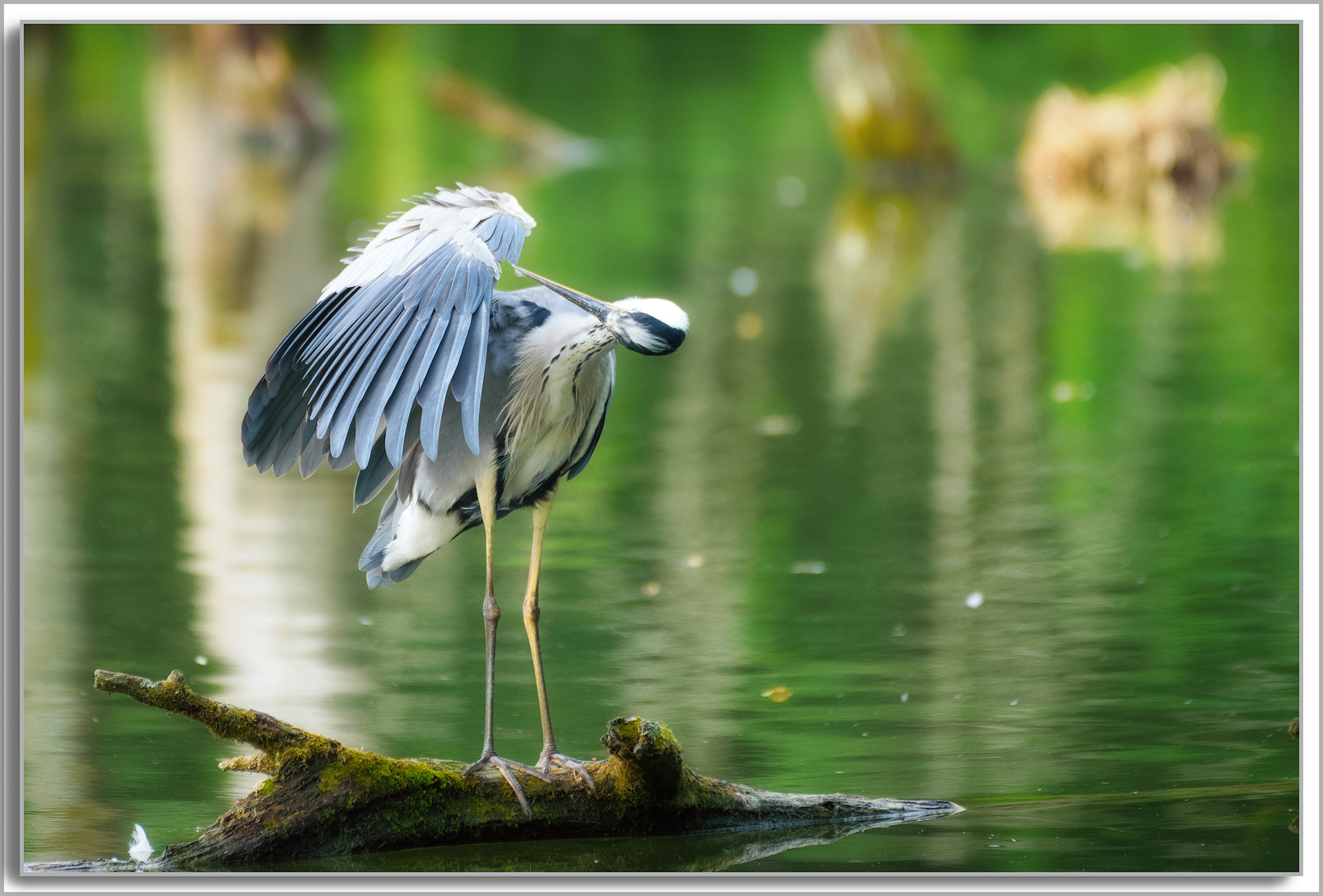 Héron cendré - Ardea Cinerea