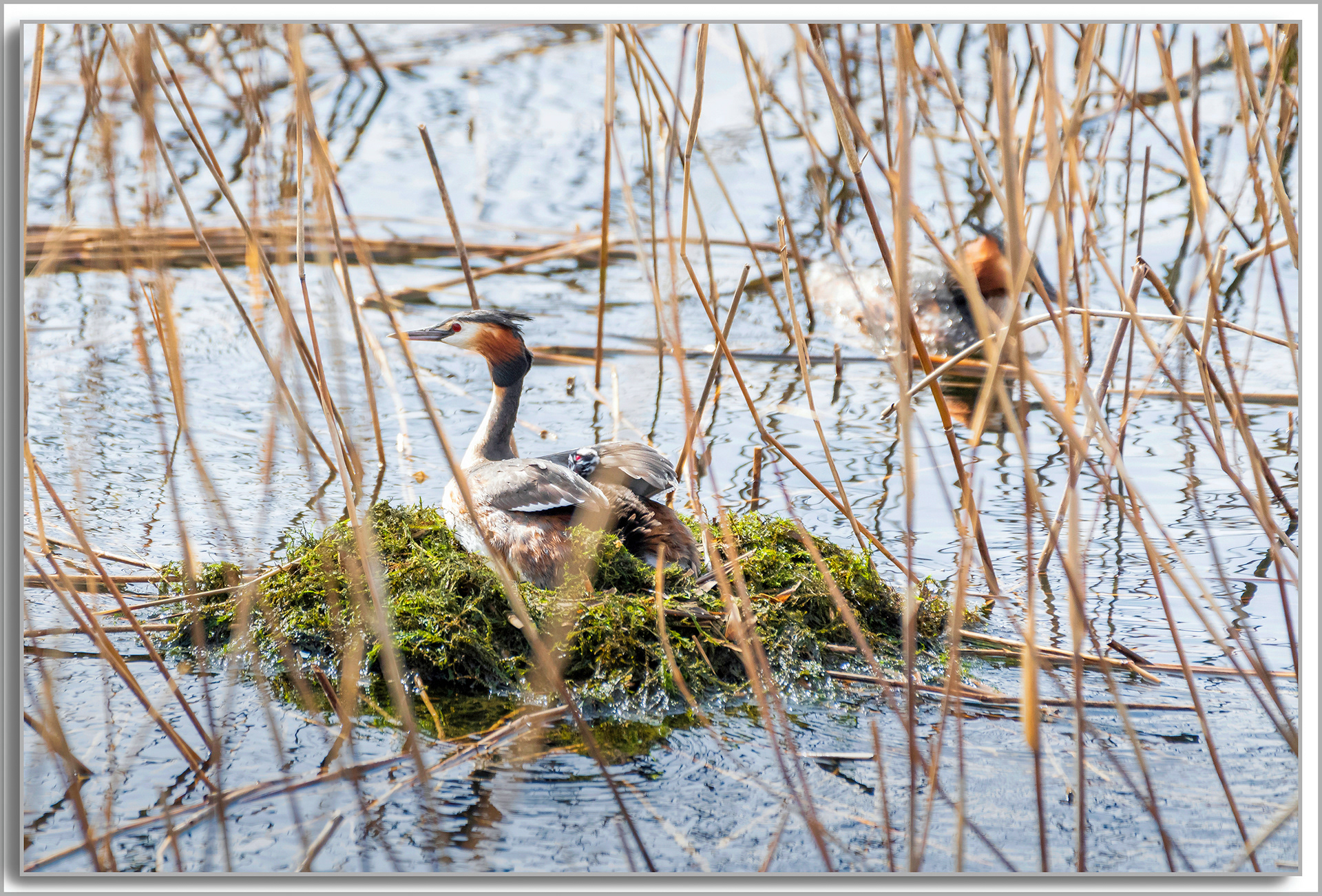 Grèbe huppé - Podiceps Cristatus