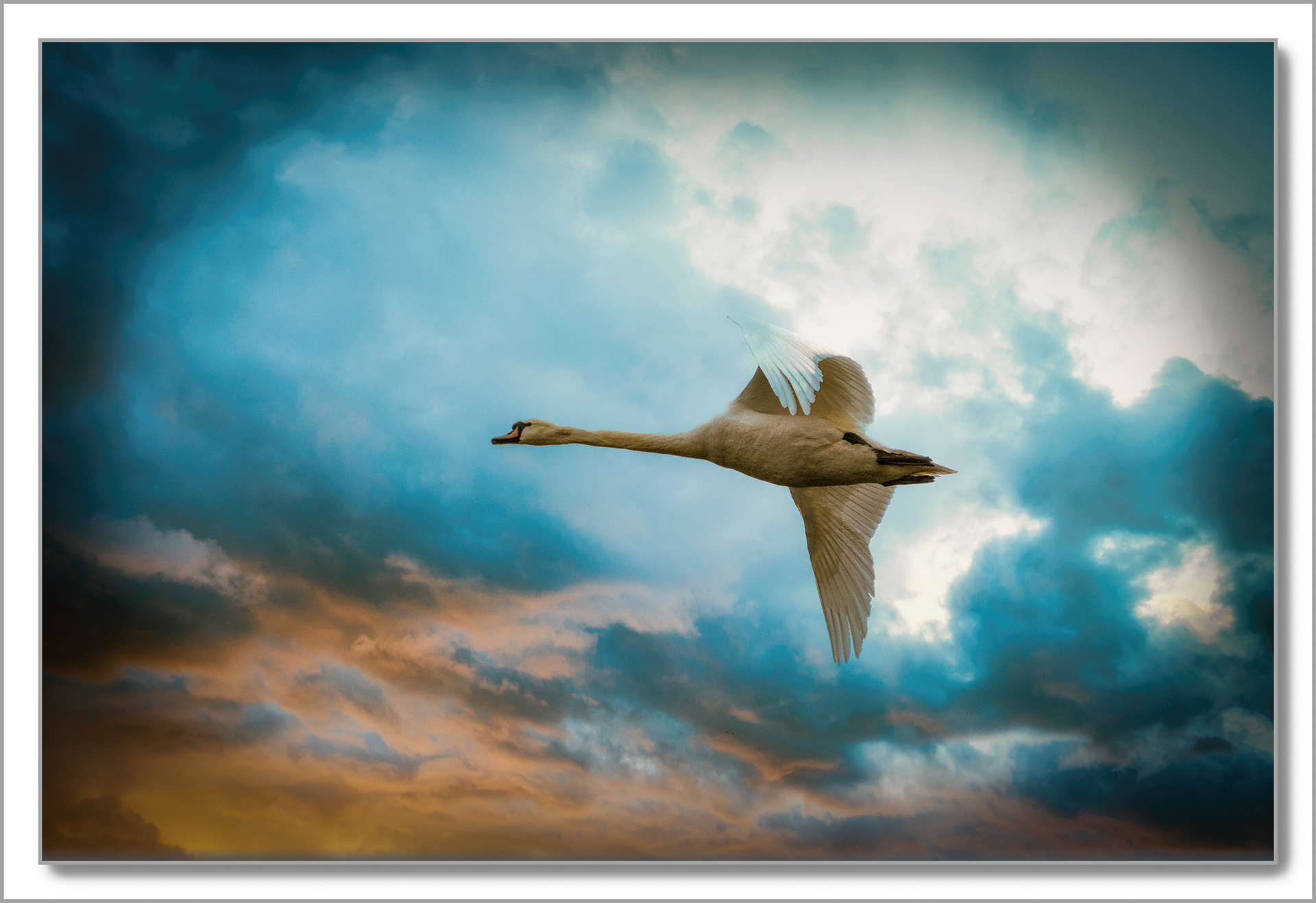 Cygne turberculé - Cygnus Olor