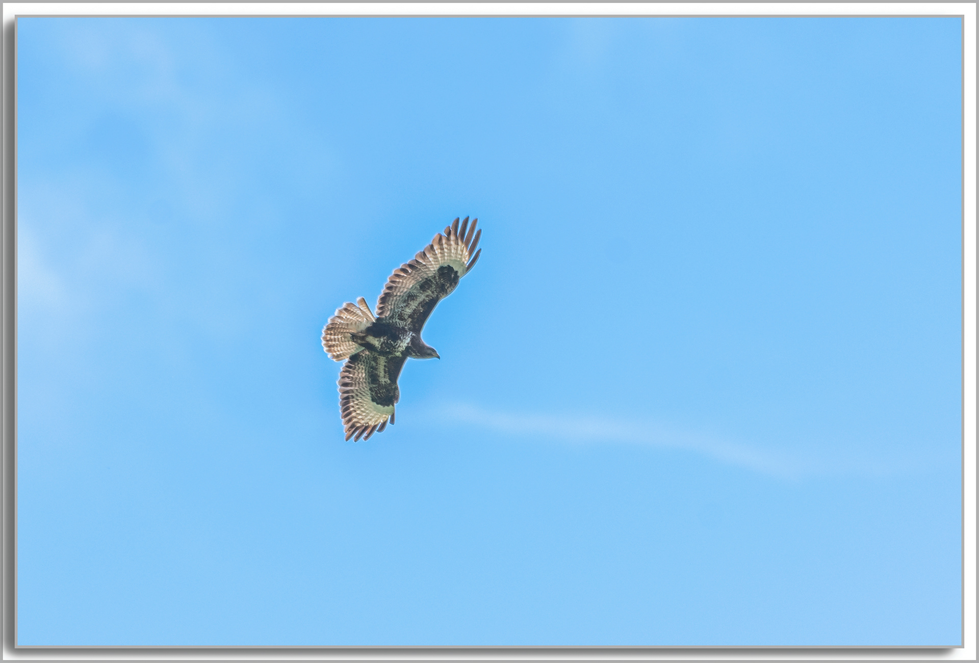 Buse variable - Buteo Buteo