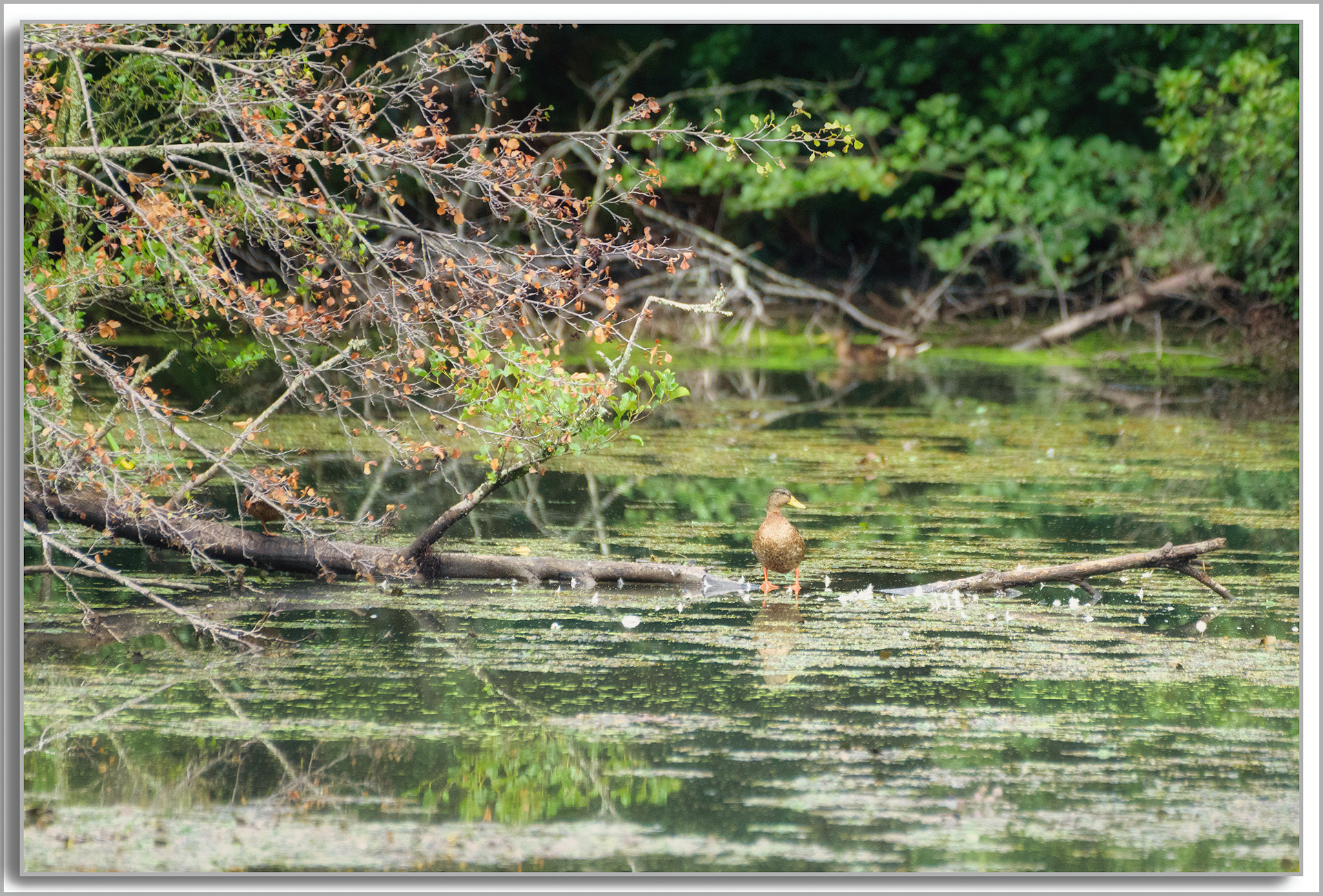 Canard Colvert - Anas platyrhynchos