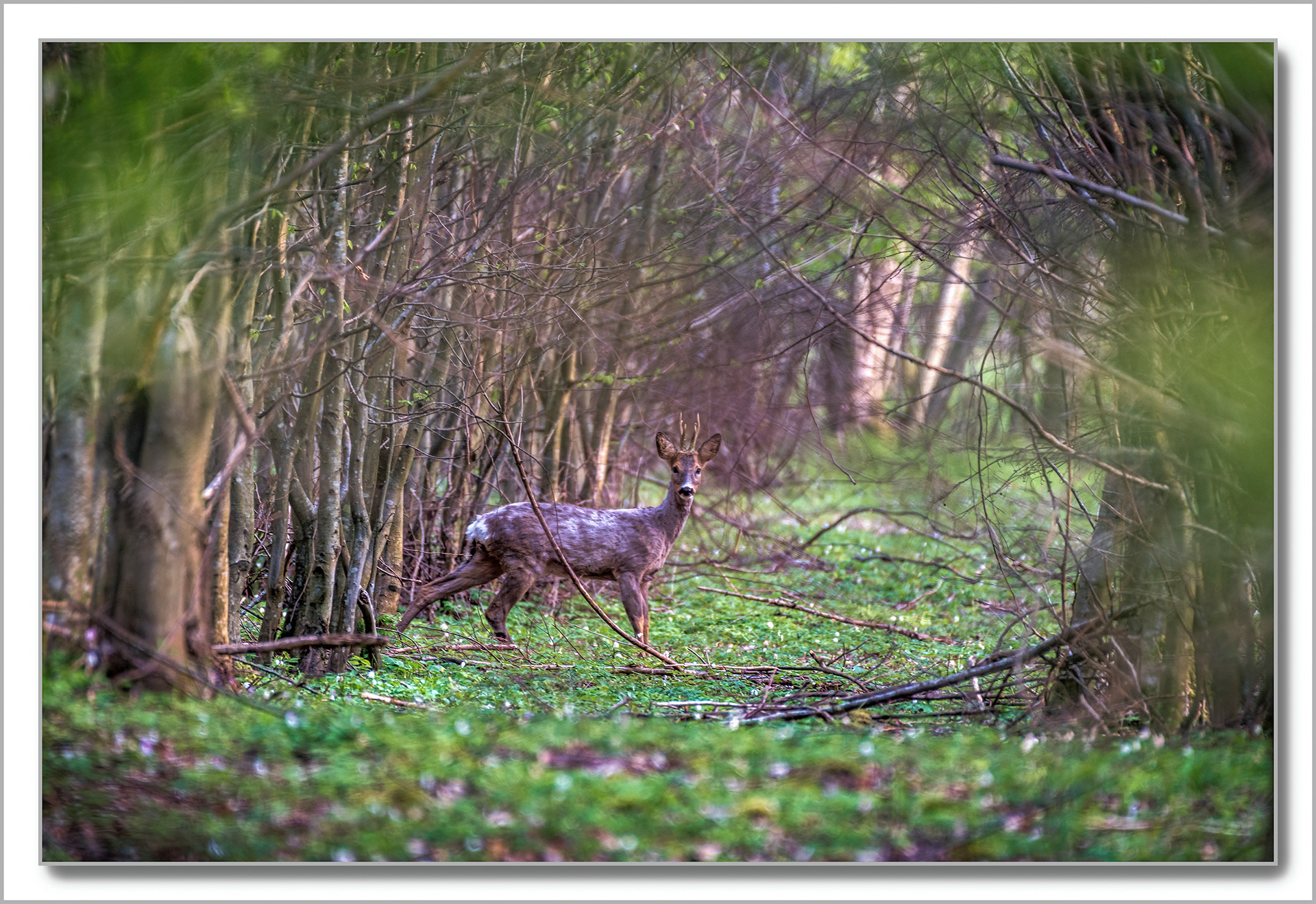 Chevreuil - Capreolus capreolus