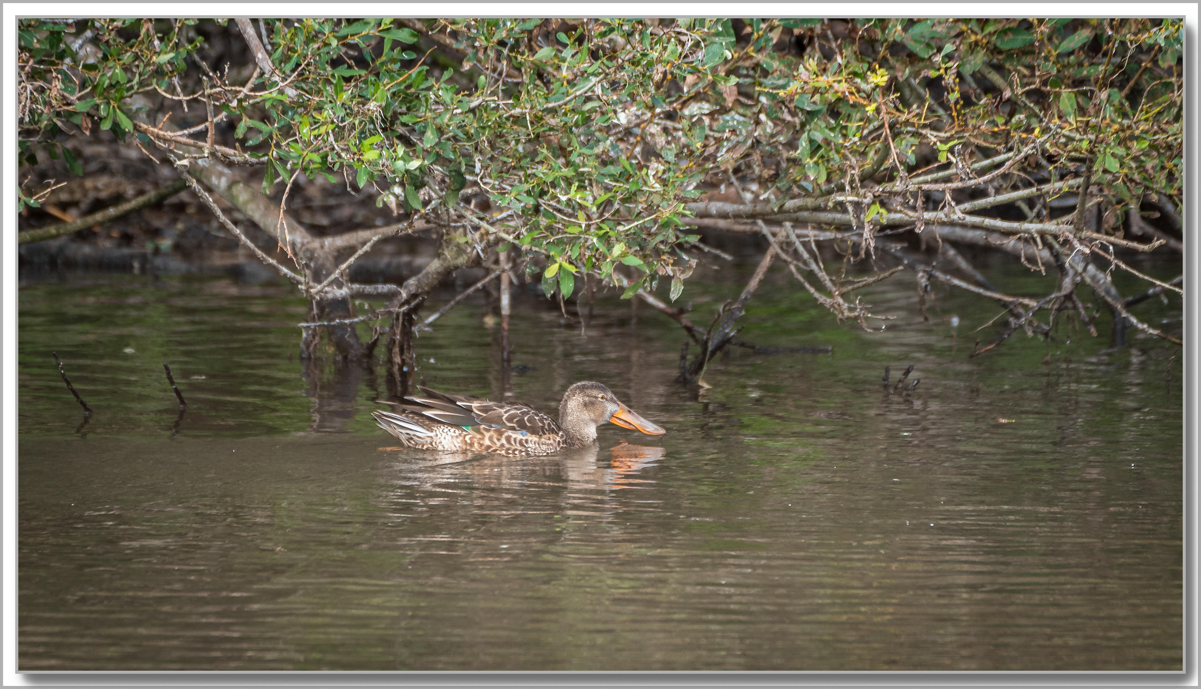 Canard Souchet - Spatula Clypeata