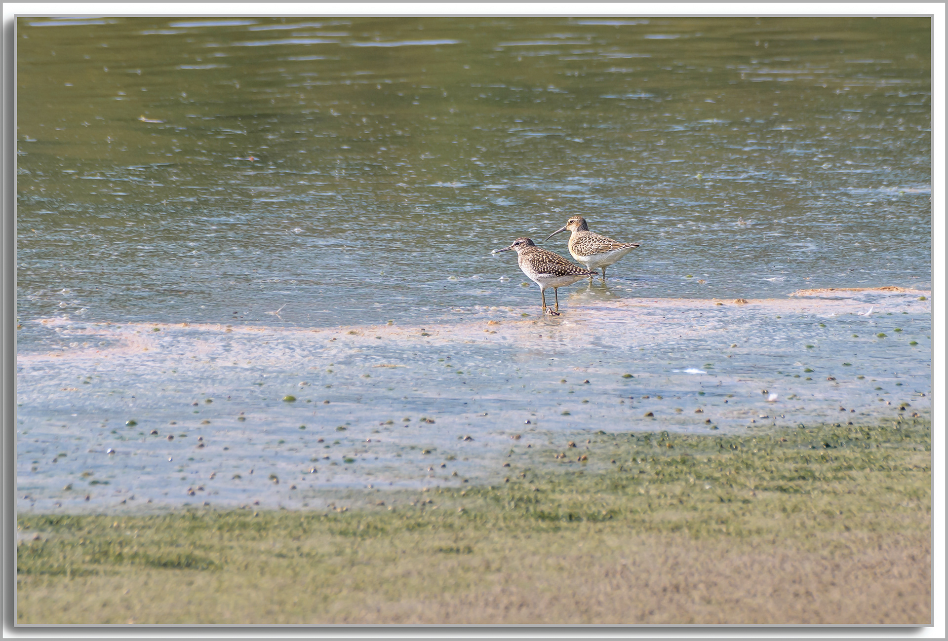 Bécasseau cocorli - Calidris ferruginea, Chevalier sylvain - Tringa glareola