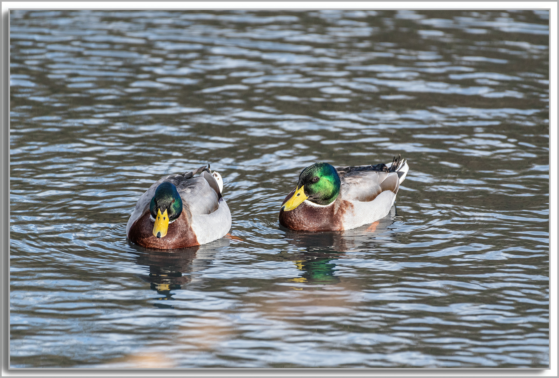 Canard Colvert - Anas platyrhynchos