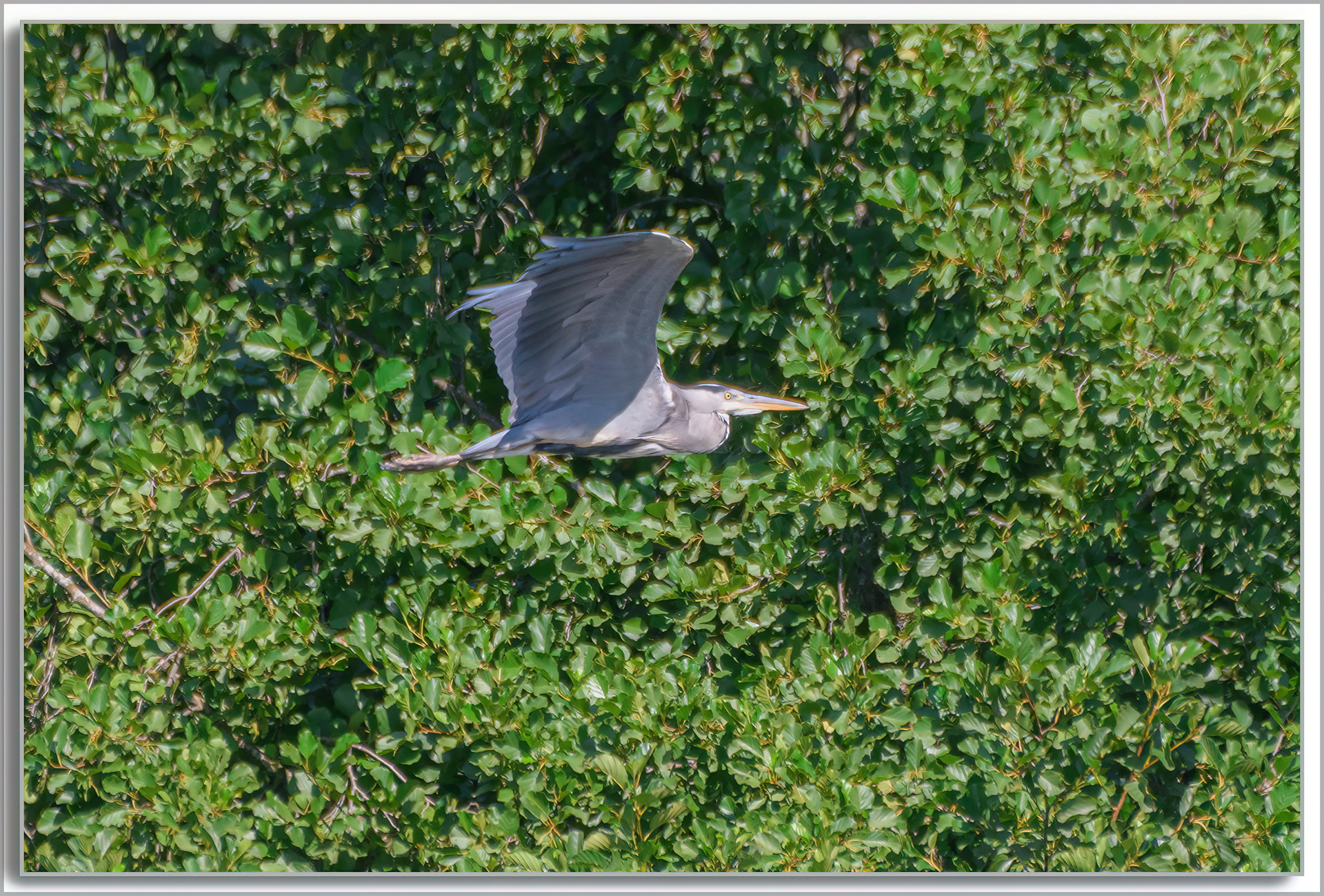 Héron cendré - Ardea Cinerea