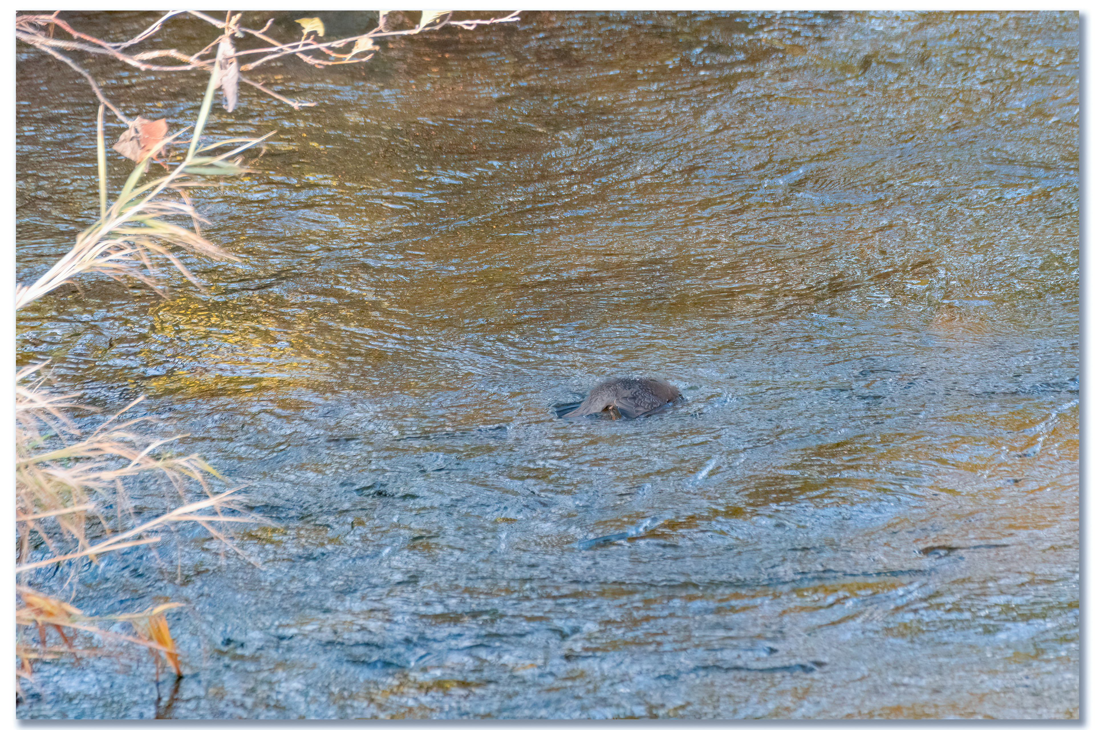Cincle plongeur - Cinclus cinclus