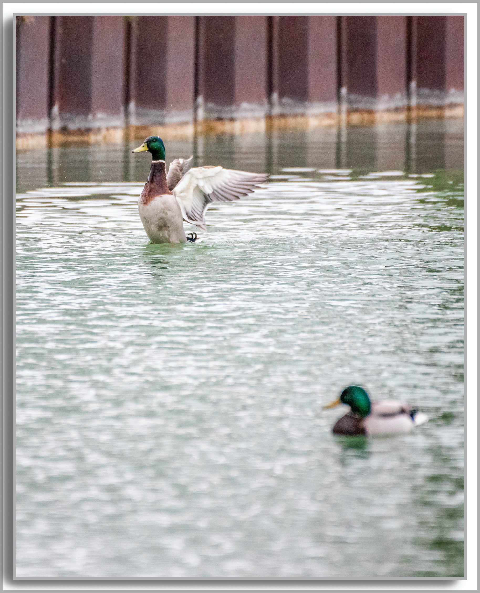 Canard Colvert - Anas platyrhynchos