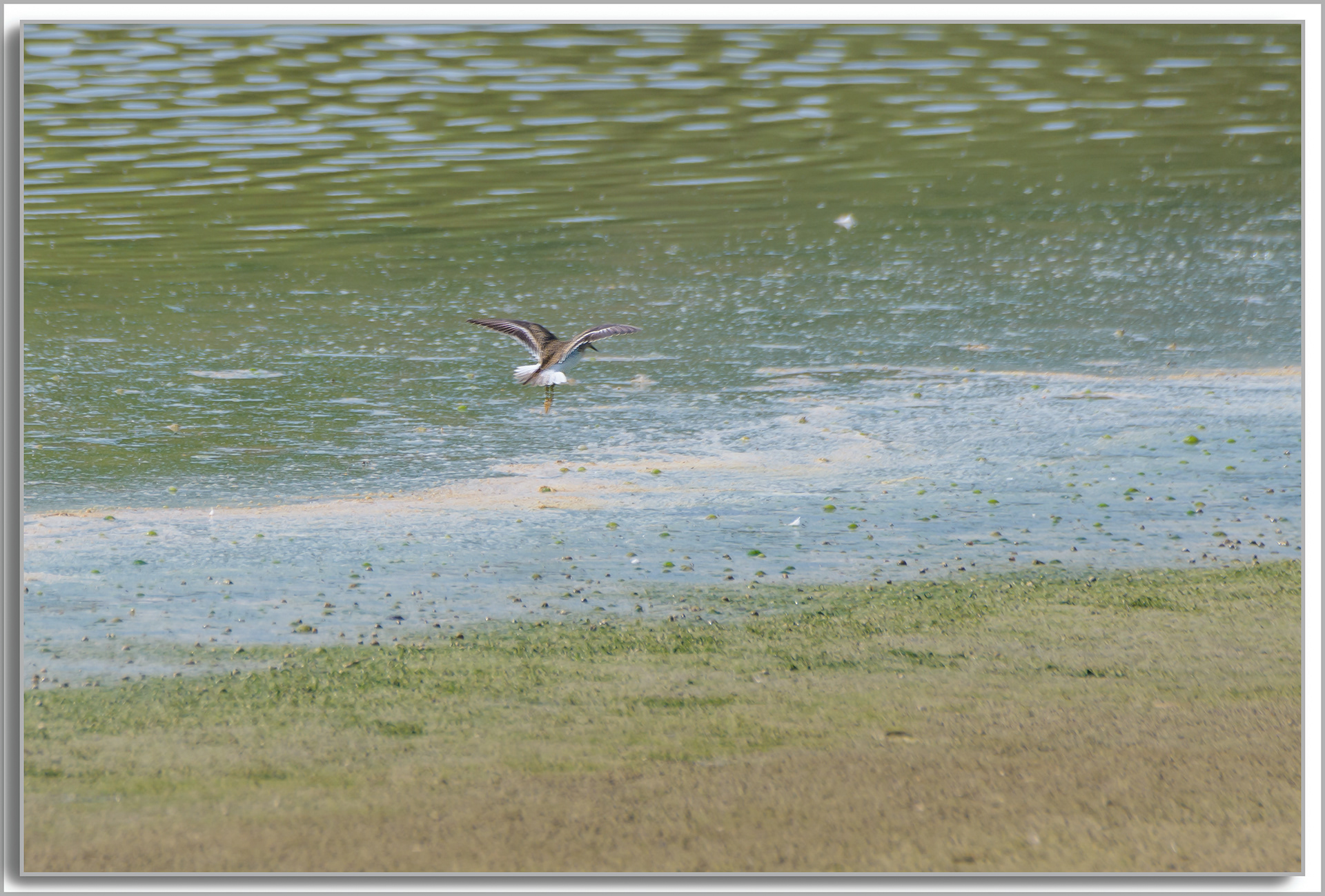 Bécasseau de Temminck - Calidris temminckii