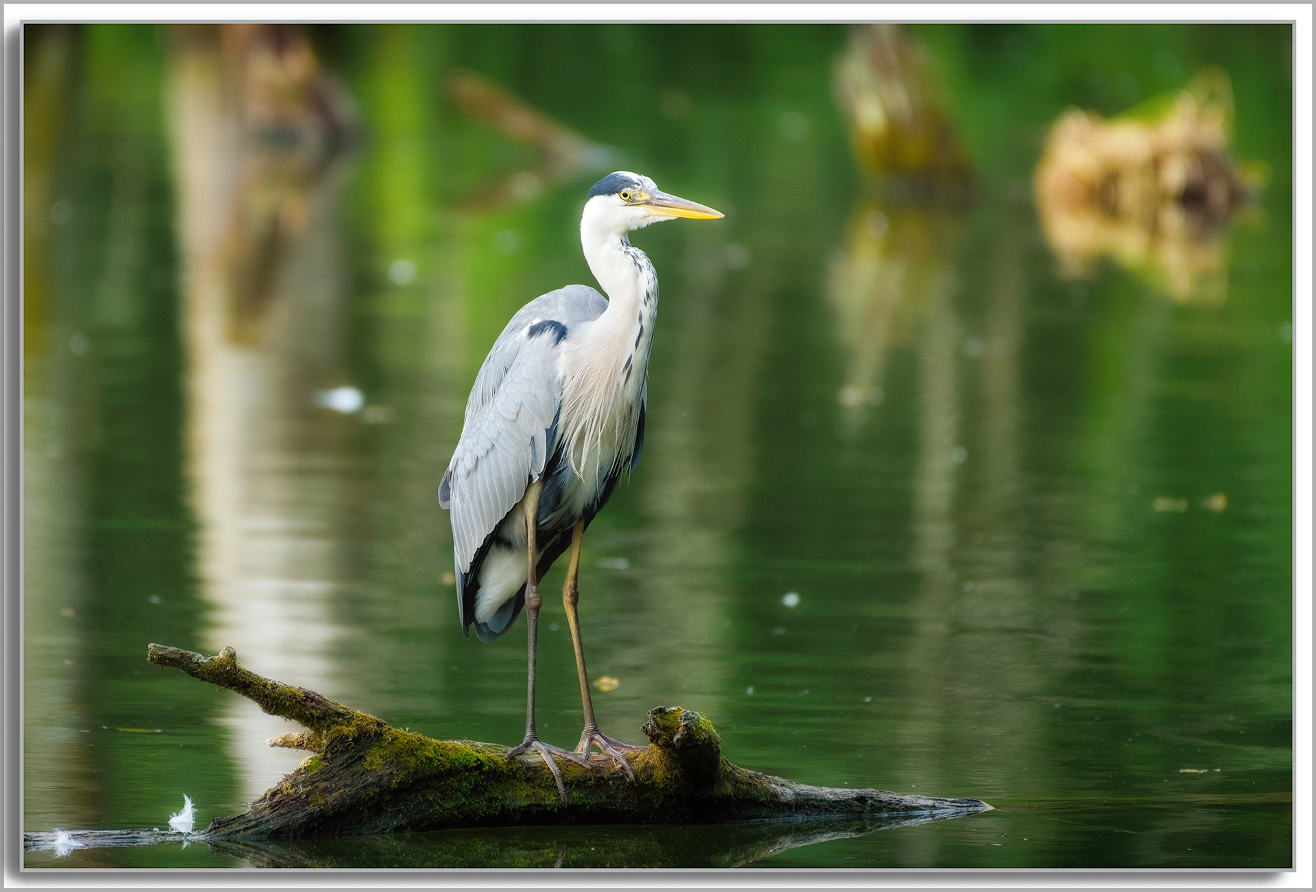 Héron cendré - Ardea Cinerea