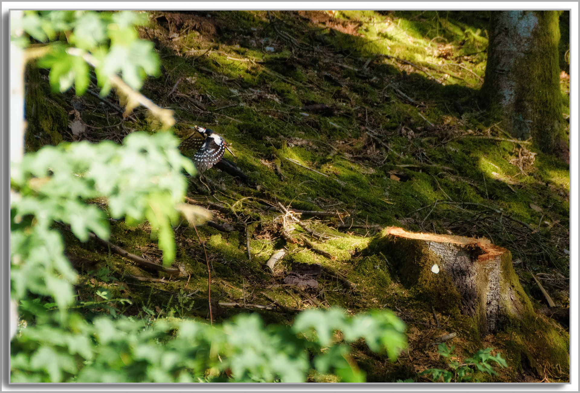 Pic épeiche - Dendrocopos major