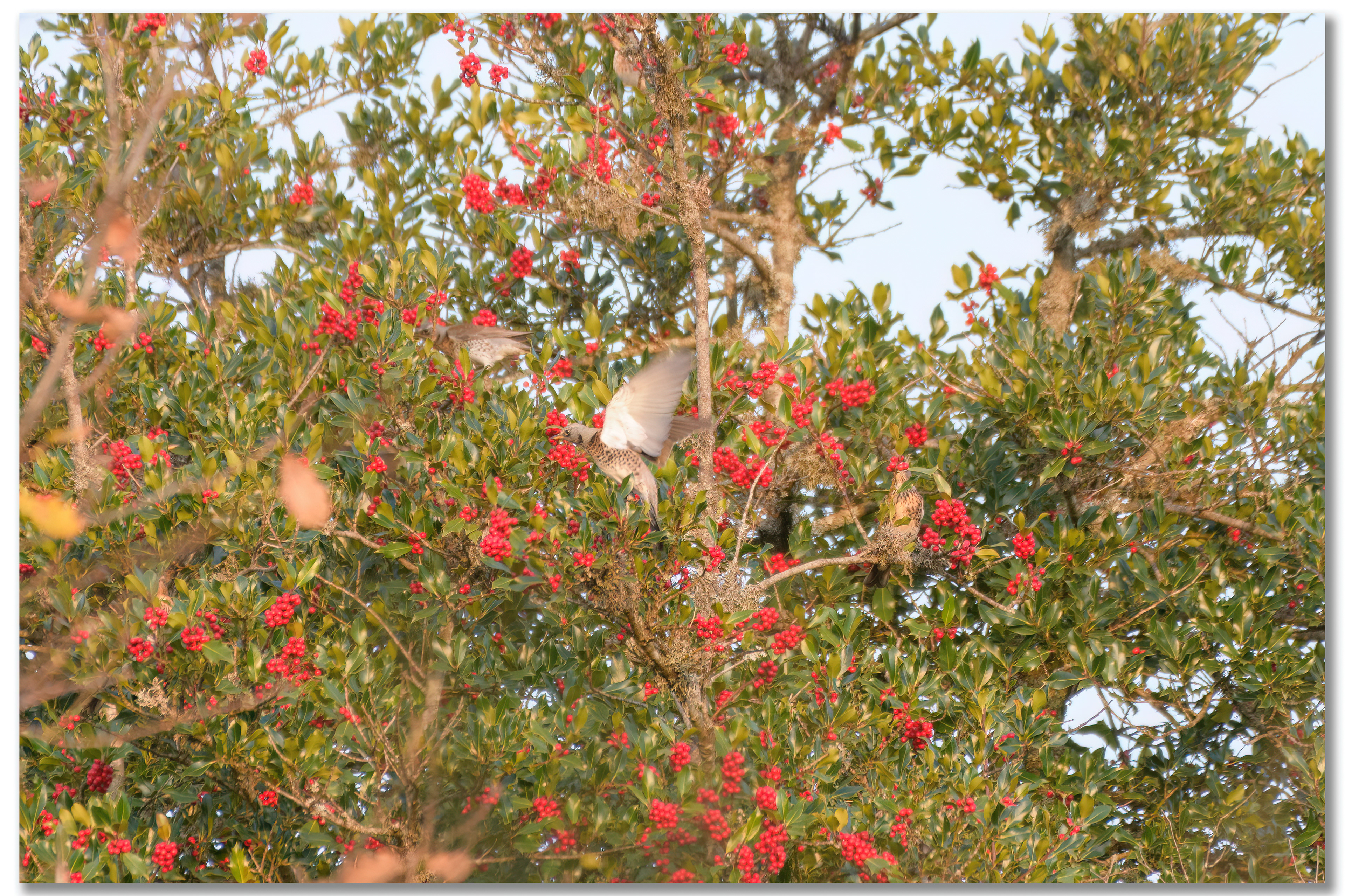 Grive litorne - Turdus pilaris