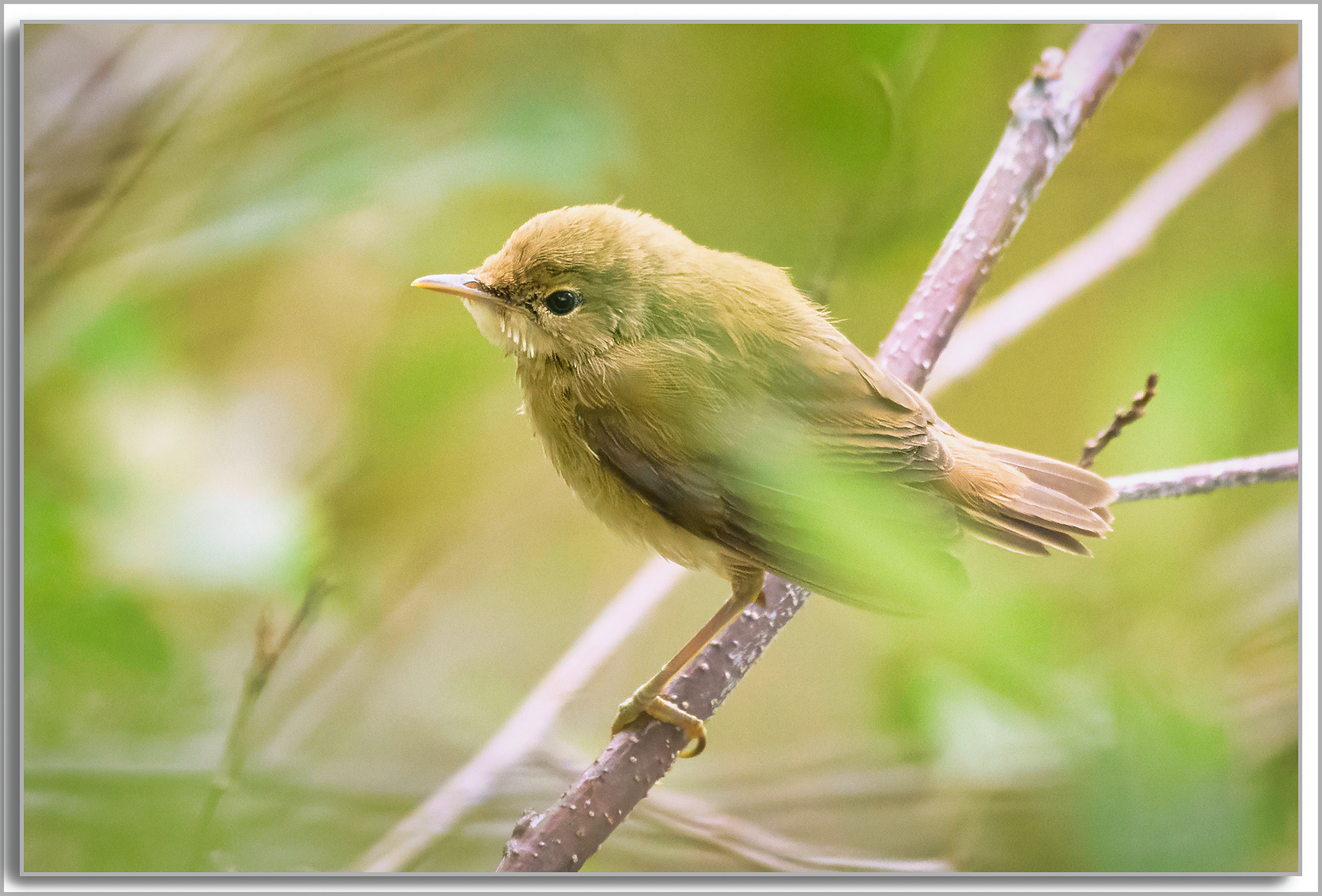 Pouillot véloce - Phylloscopus Collybita