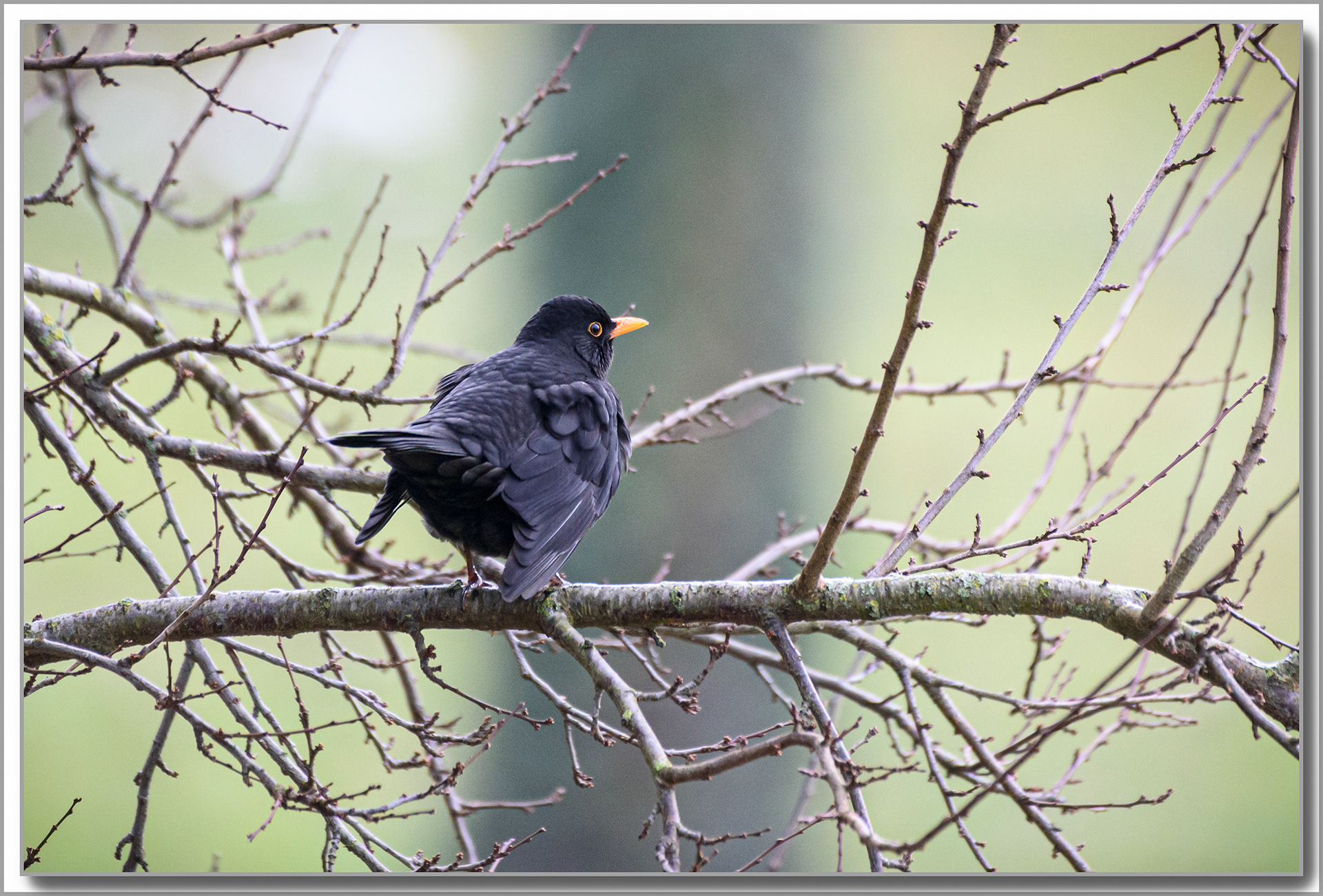 Merle noir - Turdus Merula