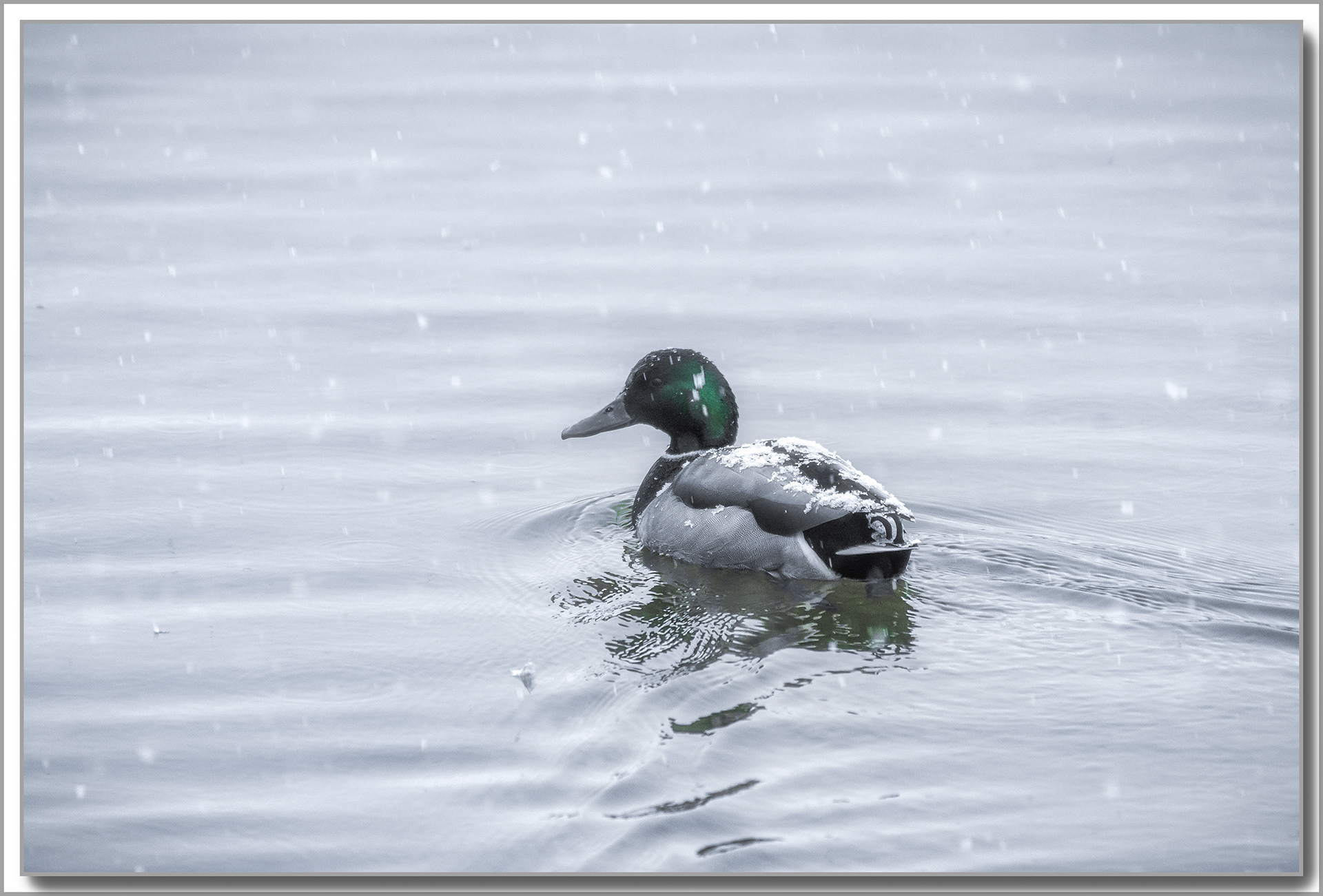 Canard Colvert - Anas platyrhynchos
