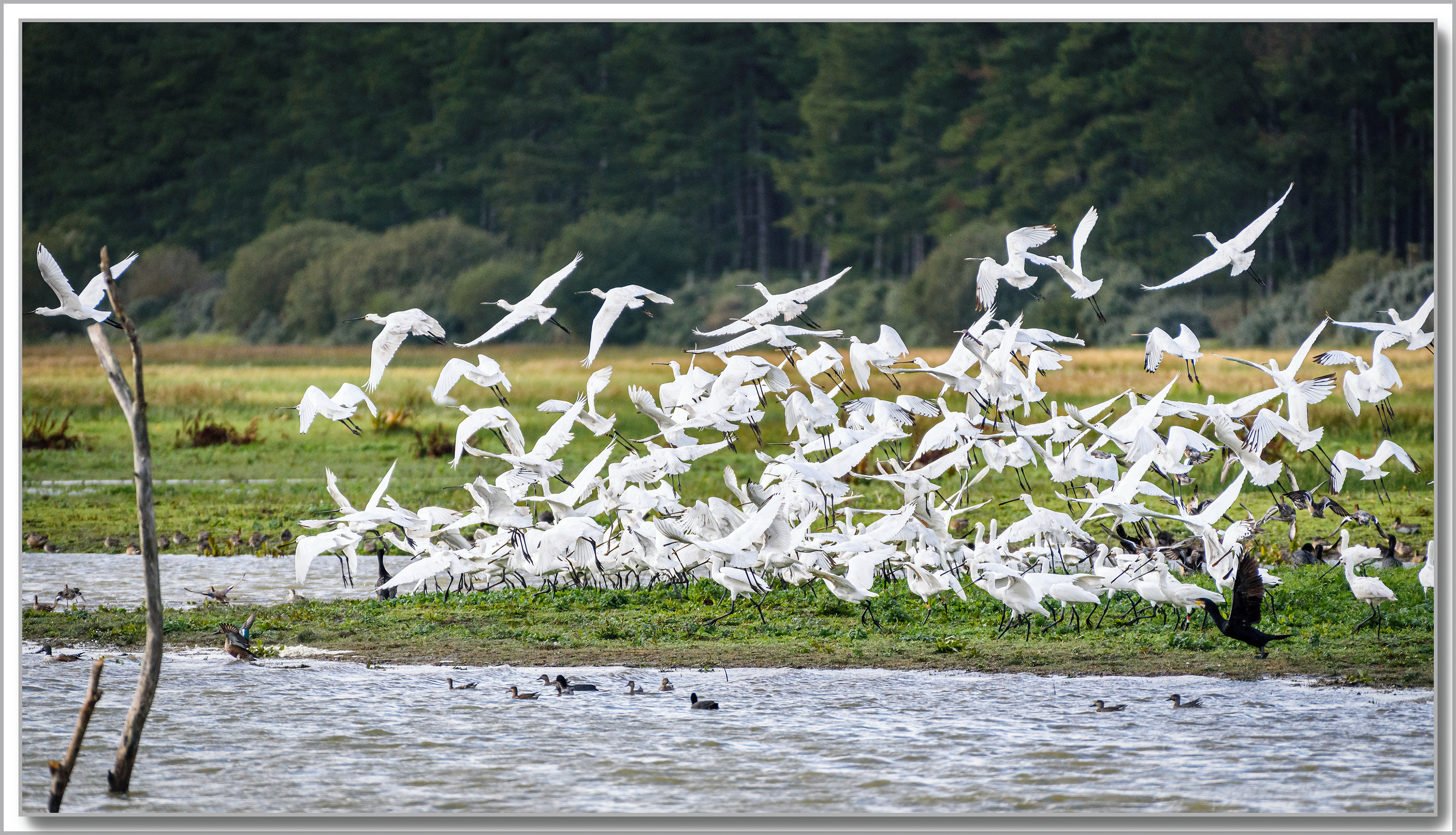 Spatule banche - Platalea leucorodia
