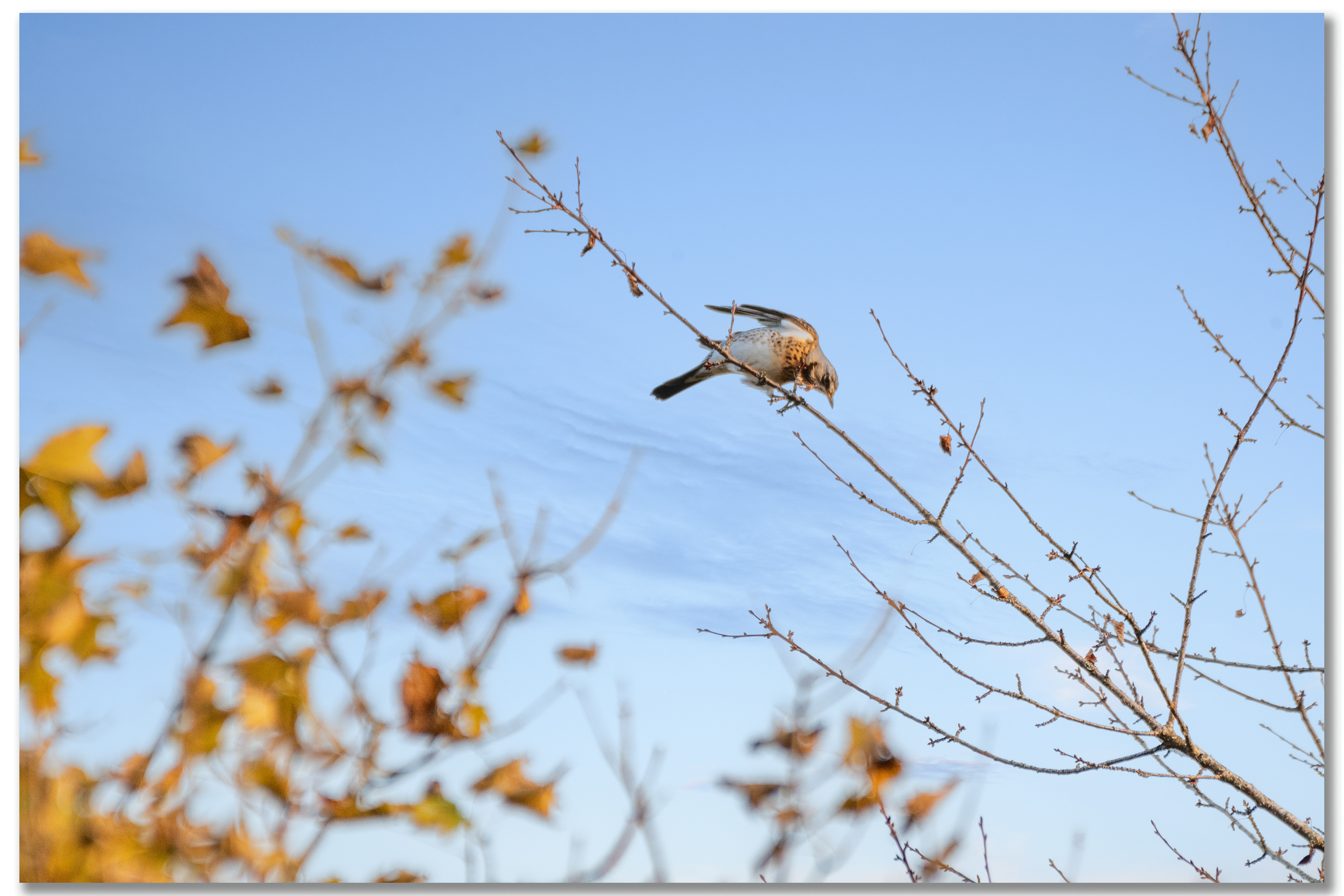 Grive litorne - Turdus pilaris