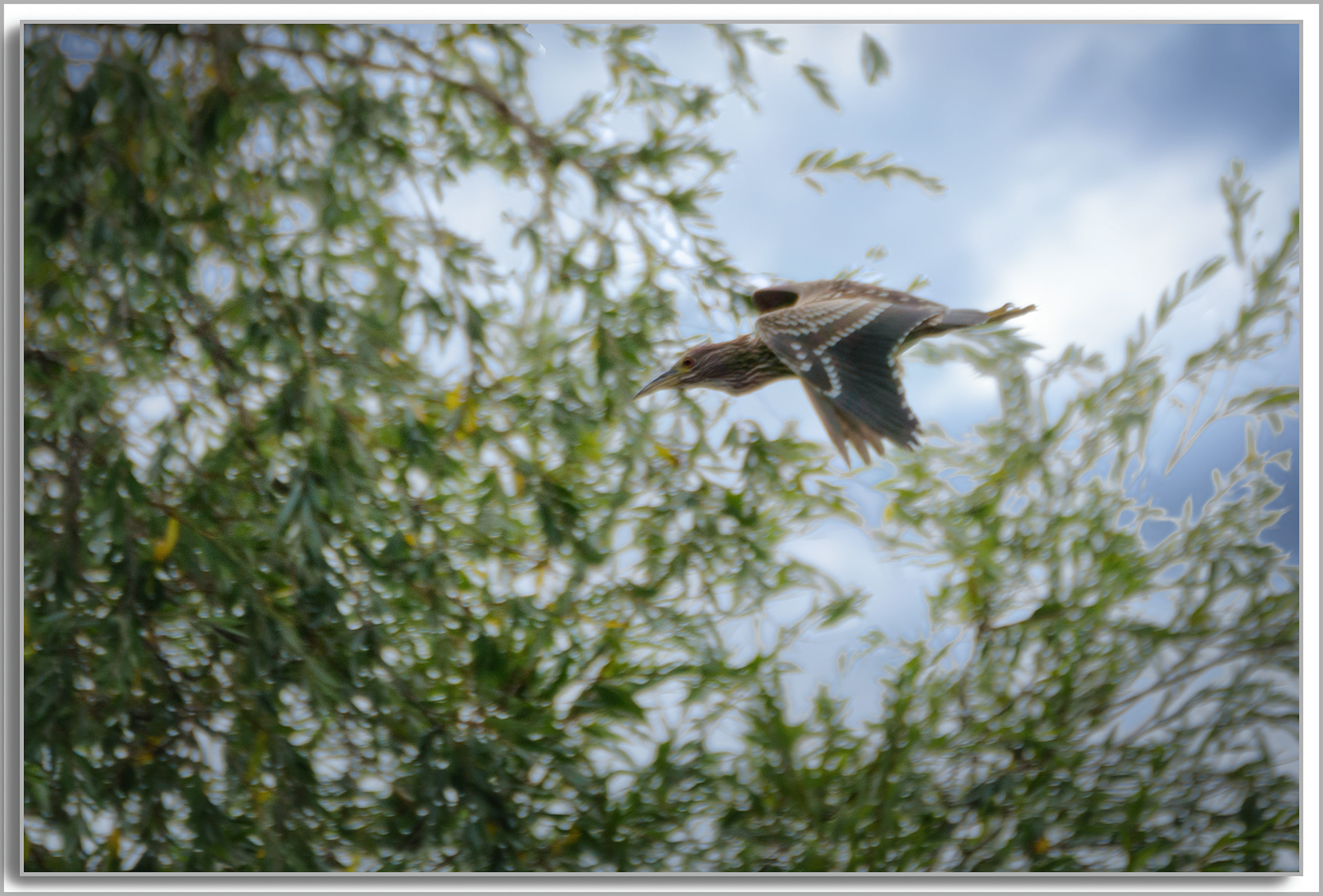 Bihoreau gris - Nycticorax nycticorax