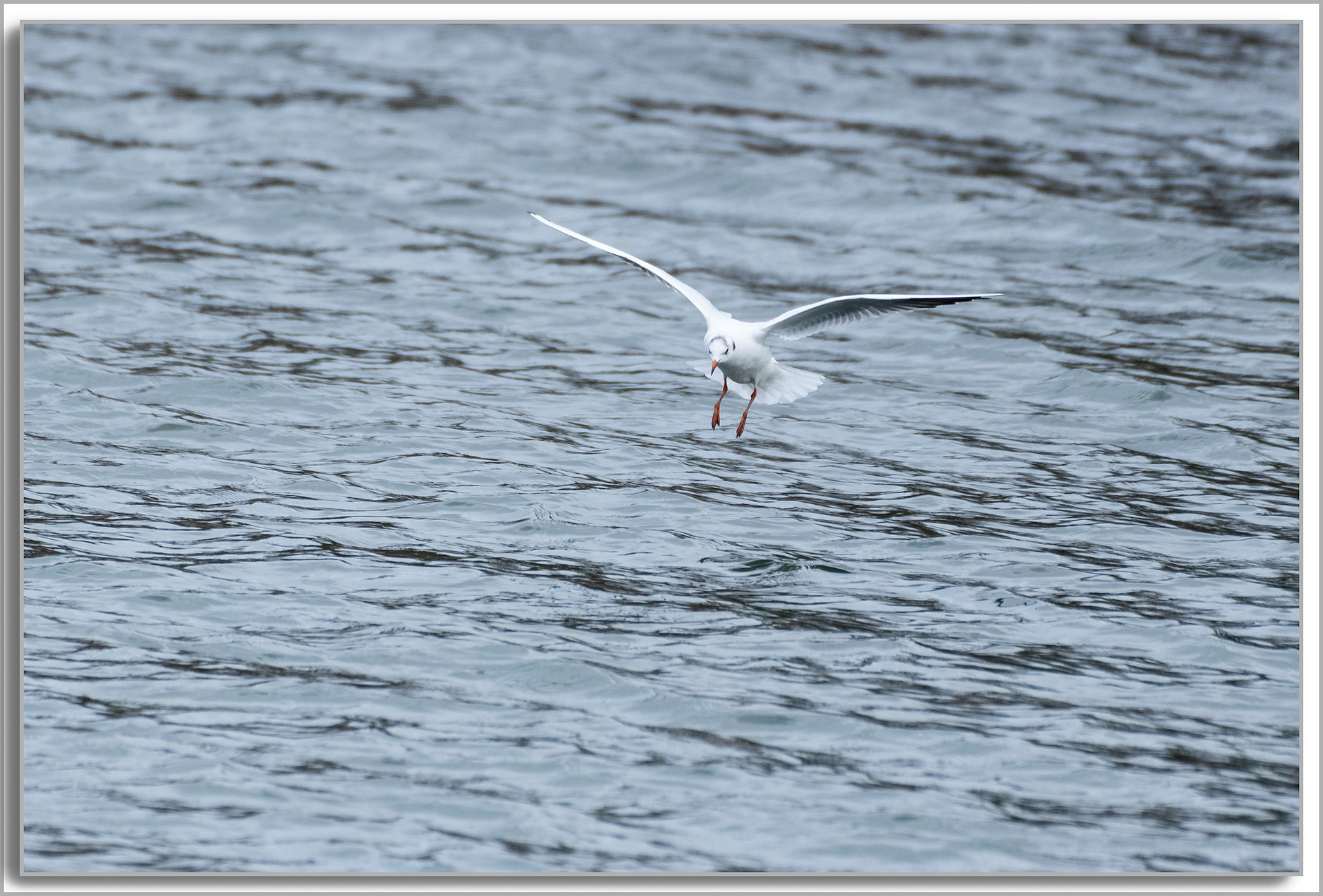 Mouette rieuse - Chroicocephalus ridibundus