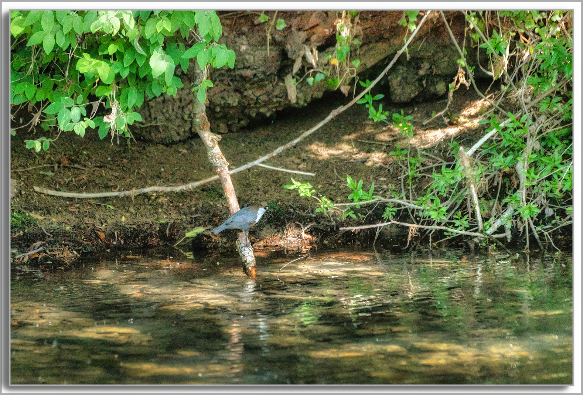Cincle plongeur - Cinclus cinclus