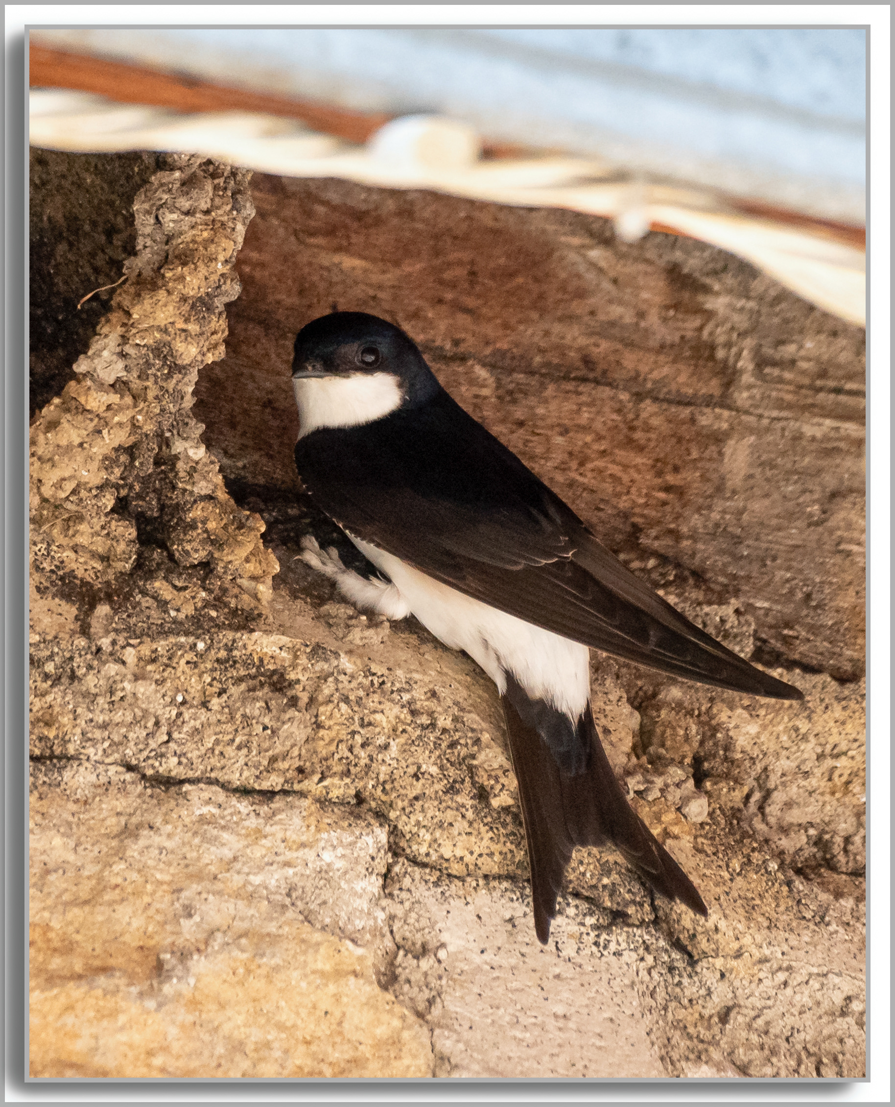 Hirondelle de fenêtre - Delichon urbicum