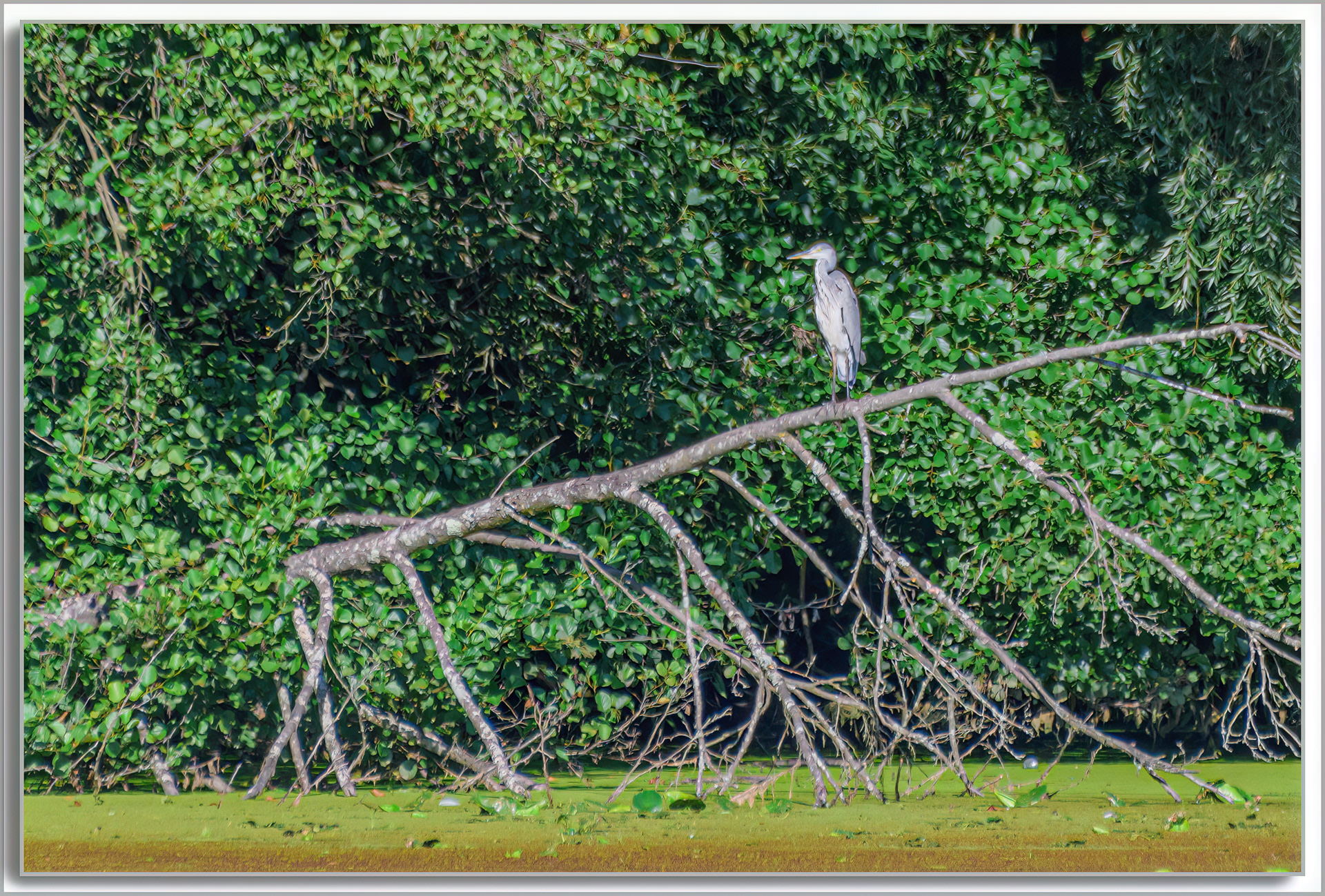 Héron cendré - Ardea Cinerea