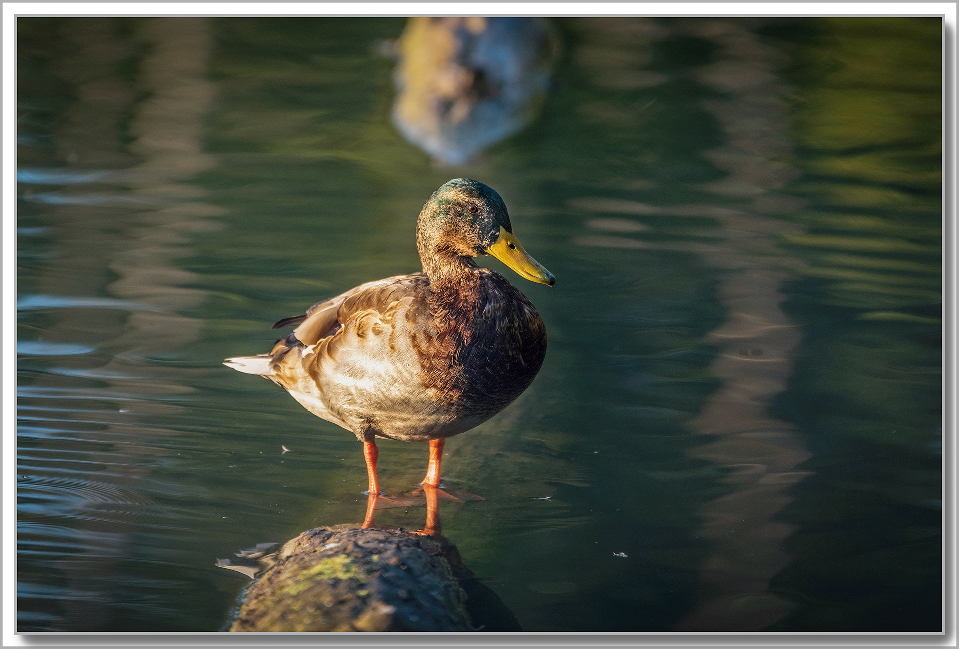Canard Colvert - Anas platyrhynchos