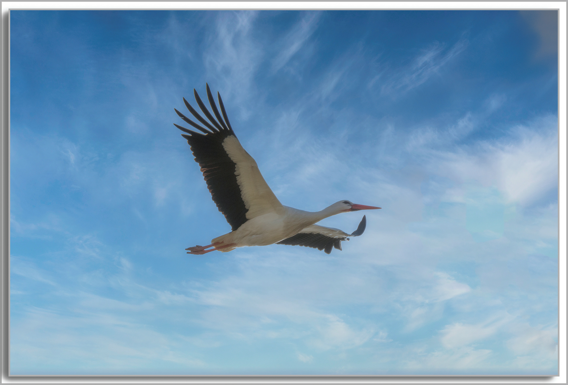 Cigogne blanche - ciconia ciconia