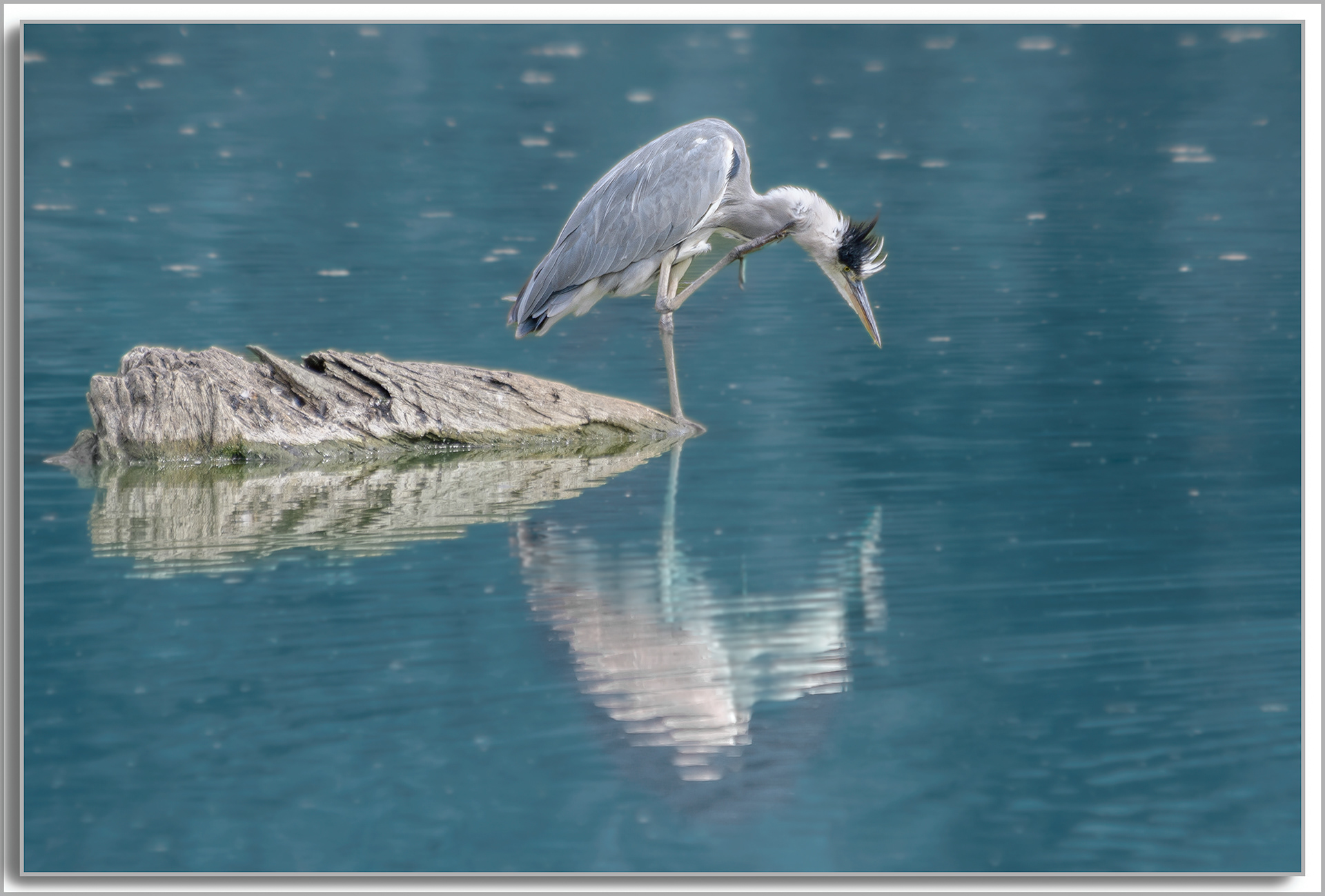 Héron cendré - Ardea Cinerea