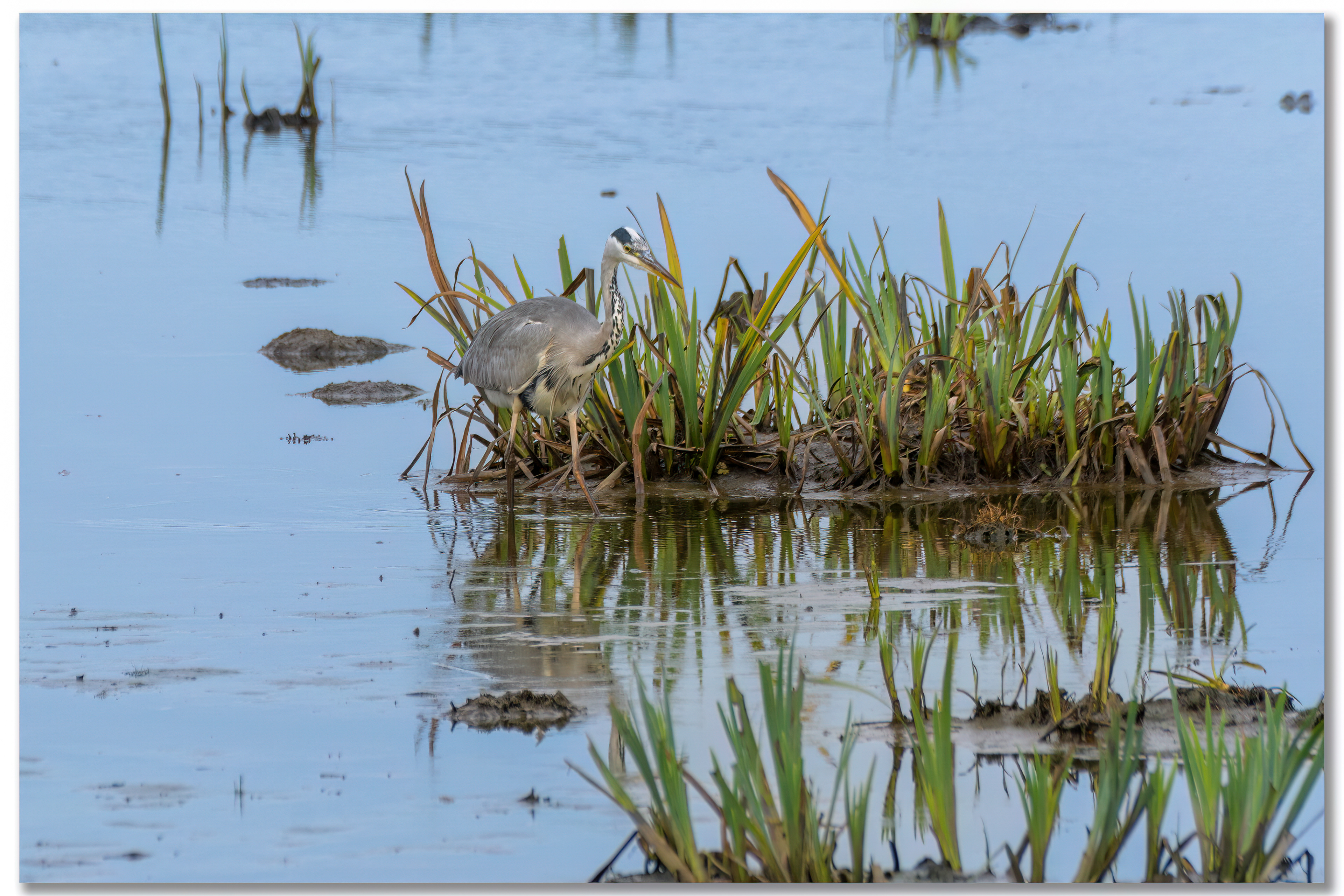Héron cendré - Ardea cinerea