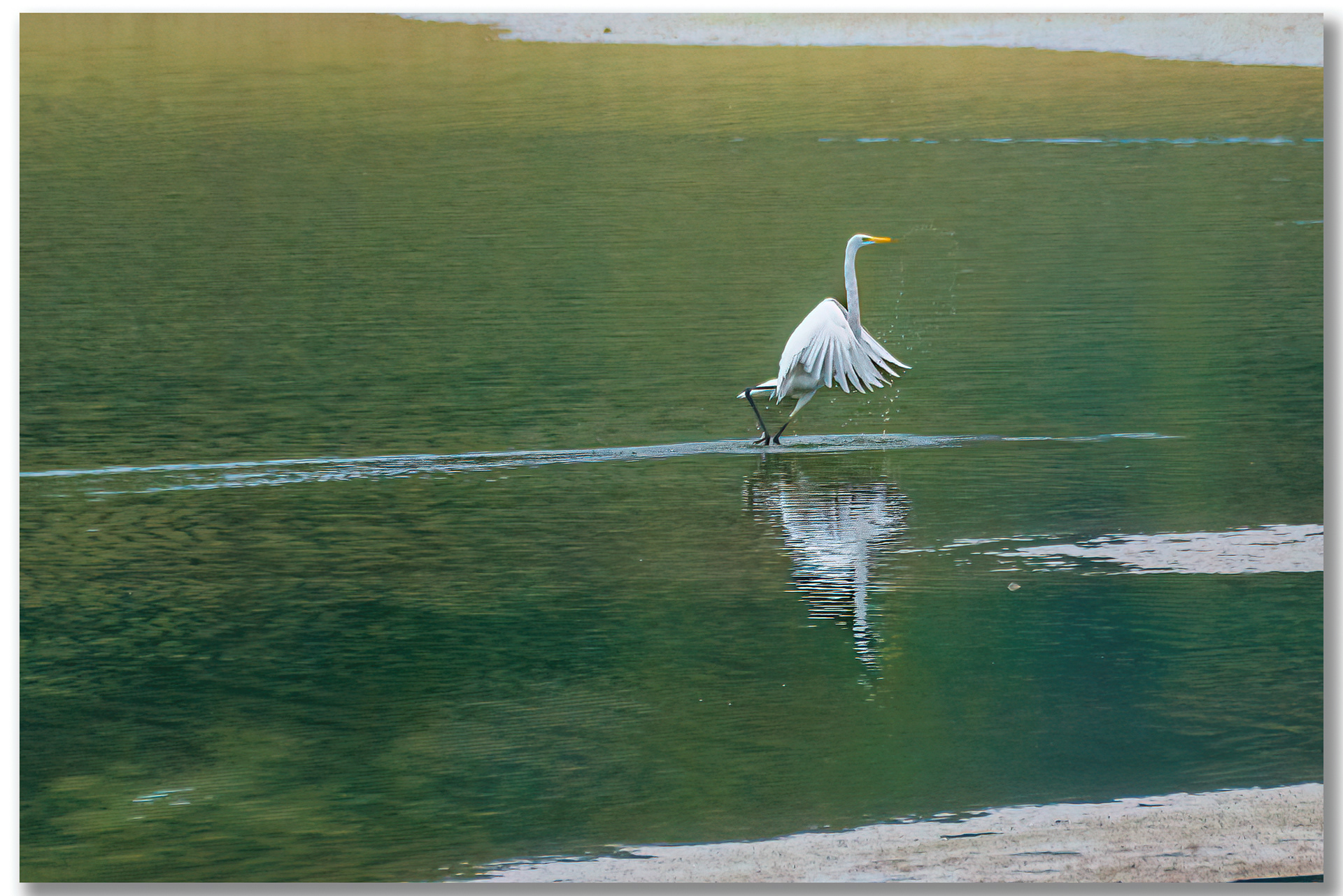 Grande Aigrette - Ardea Alba