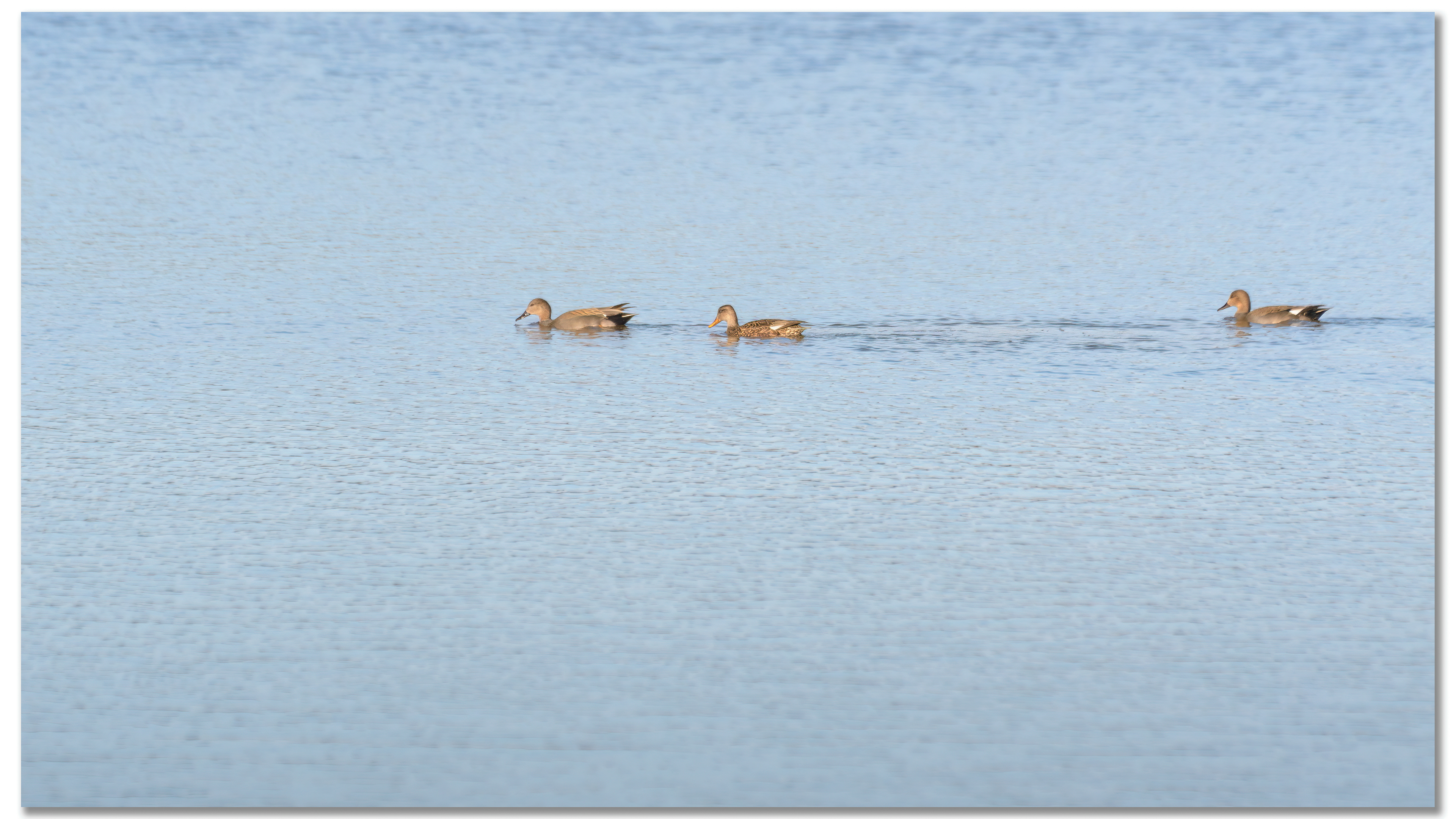 Canard Chipeau - Mareca strepera
