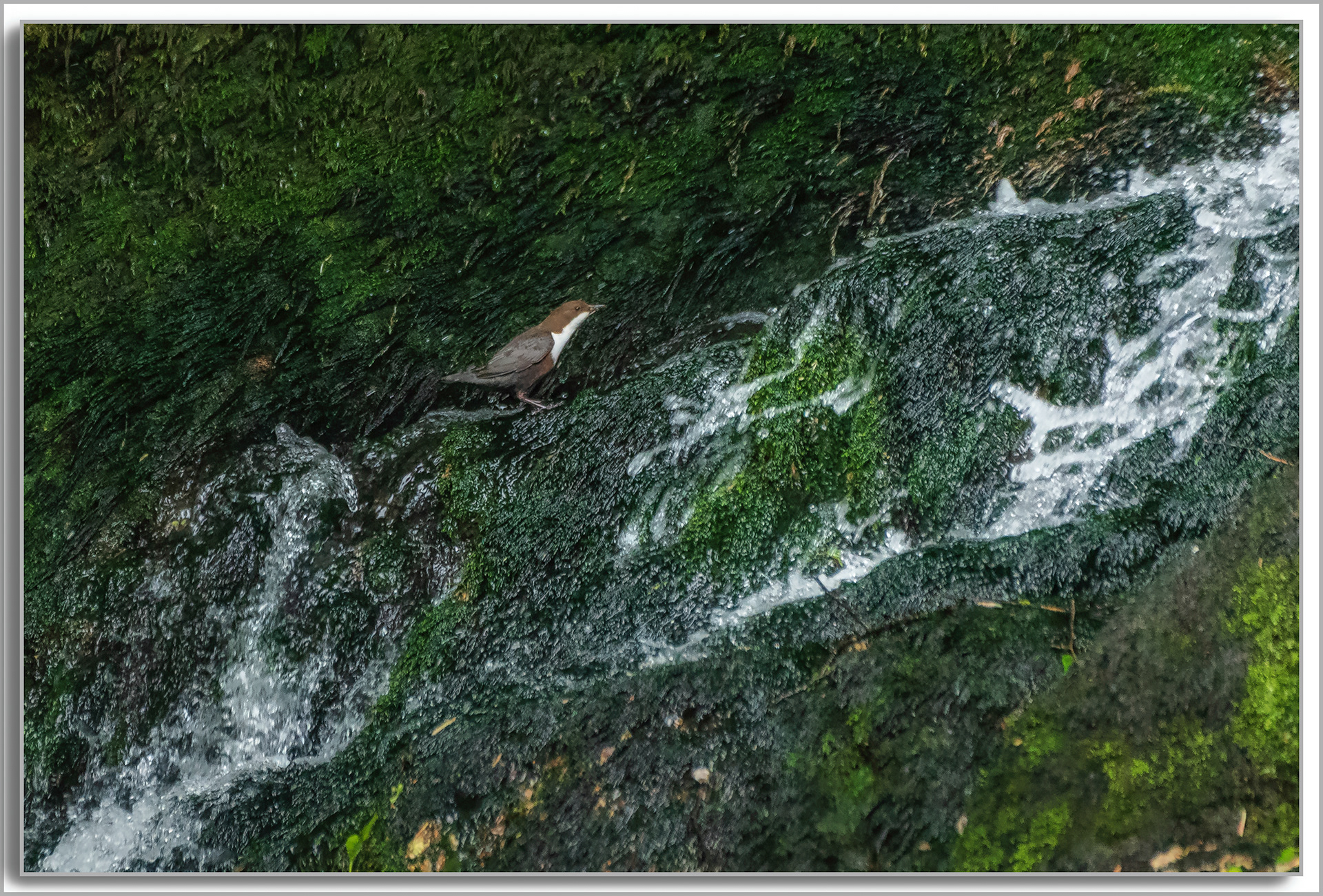 Cincle plongeur - Cinclus cinclus