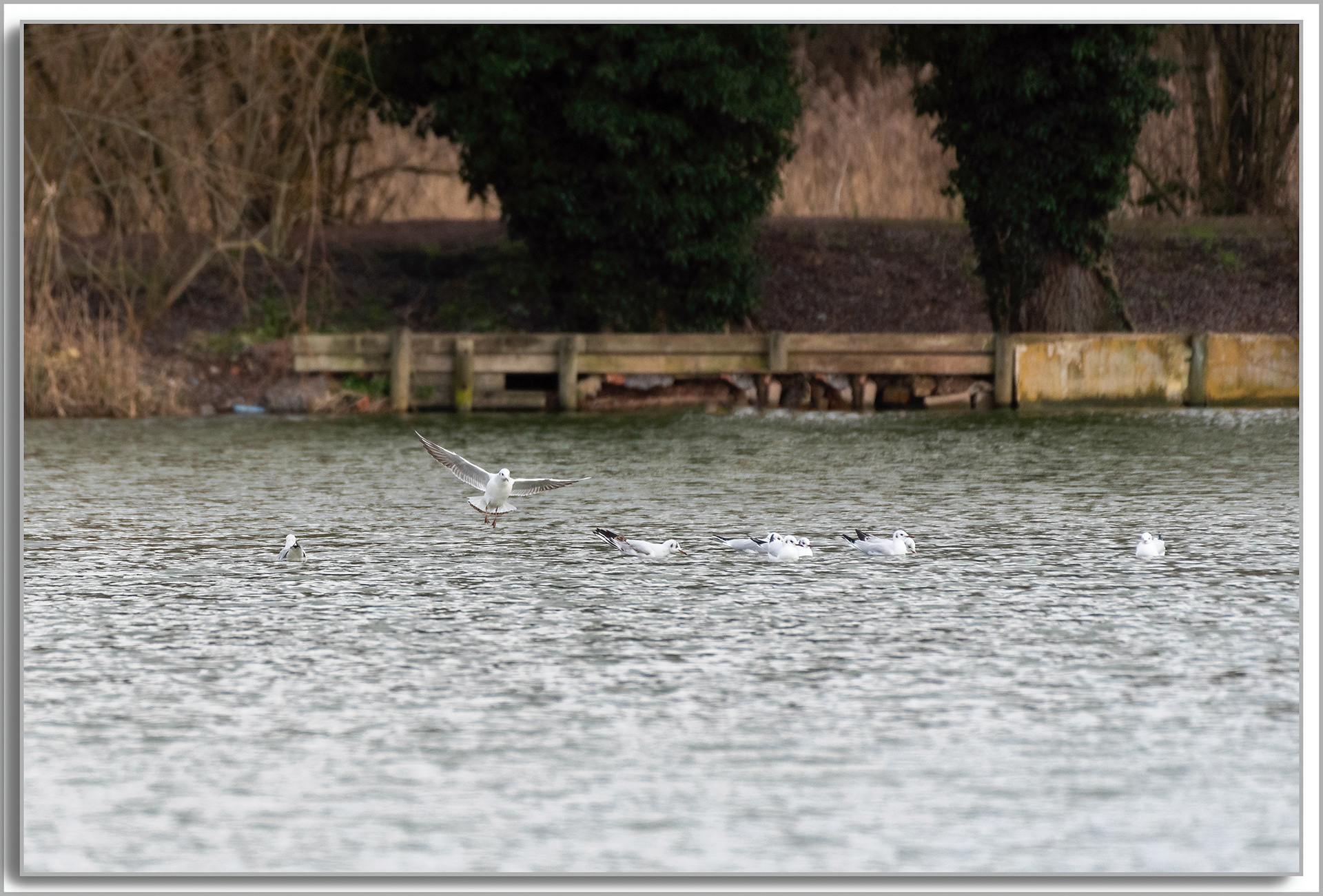 Mouette rieuse - Chroicocephalus ridibundus