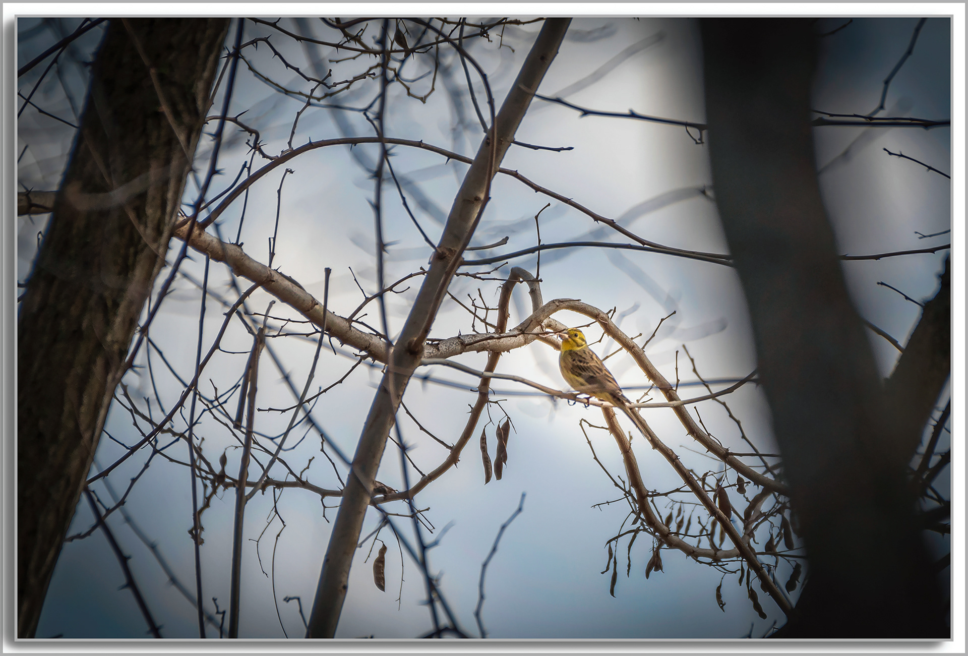 Bruant jaune - Emberiza citrinella