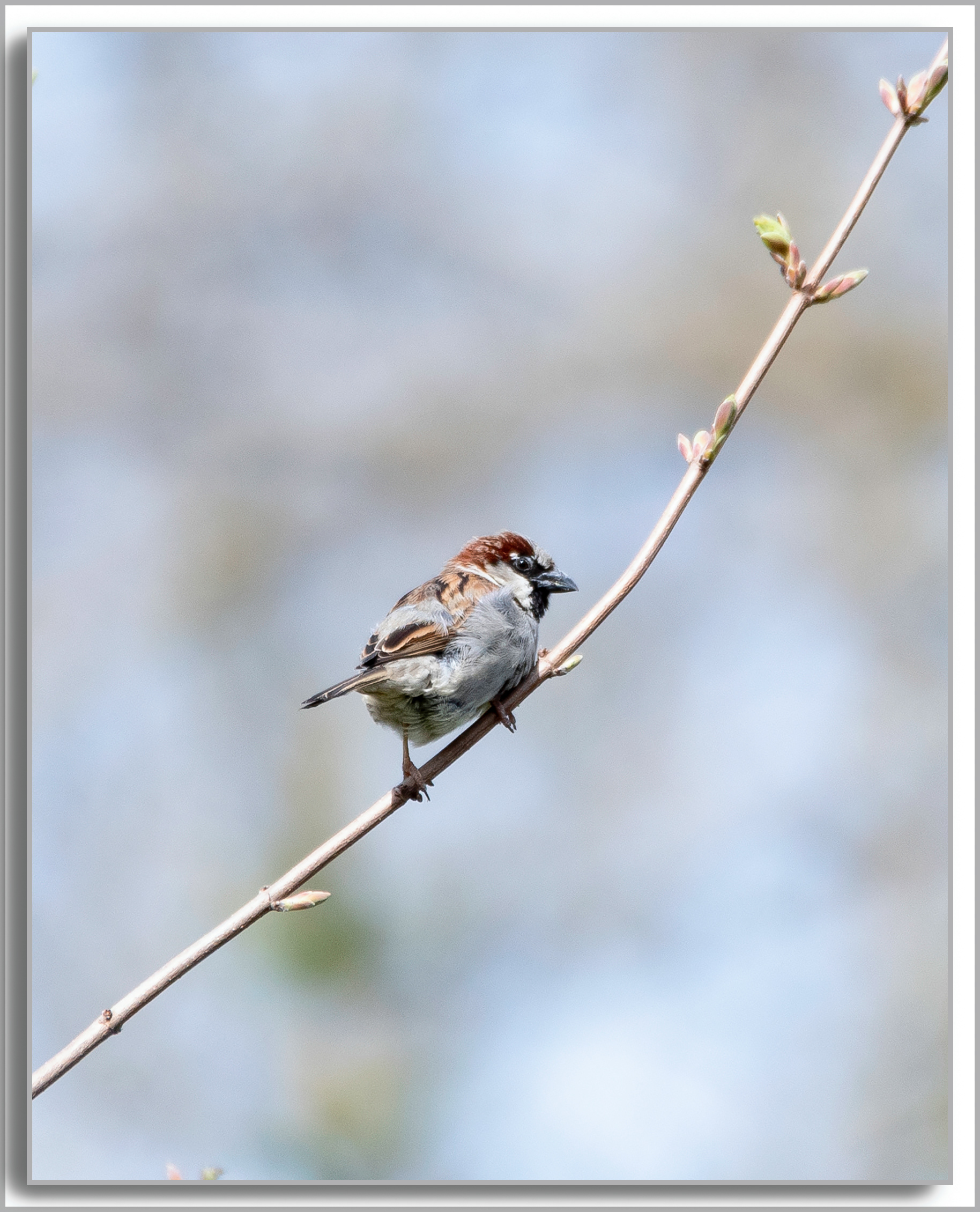 Moineau domestique - Passer domesticus