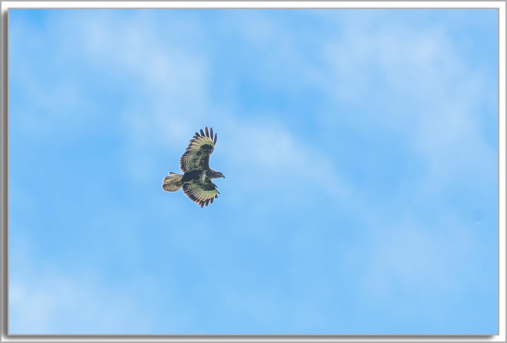 Buse variable - Buteo Buteo