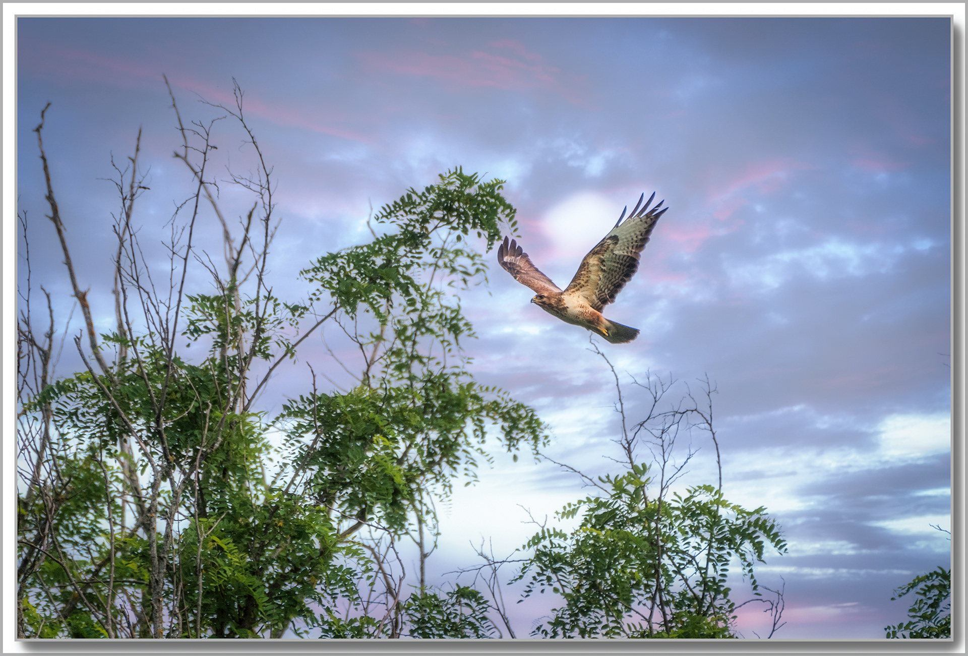 Buse variable - Buteo buteo