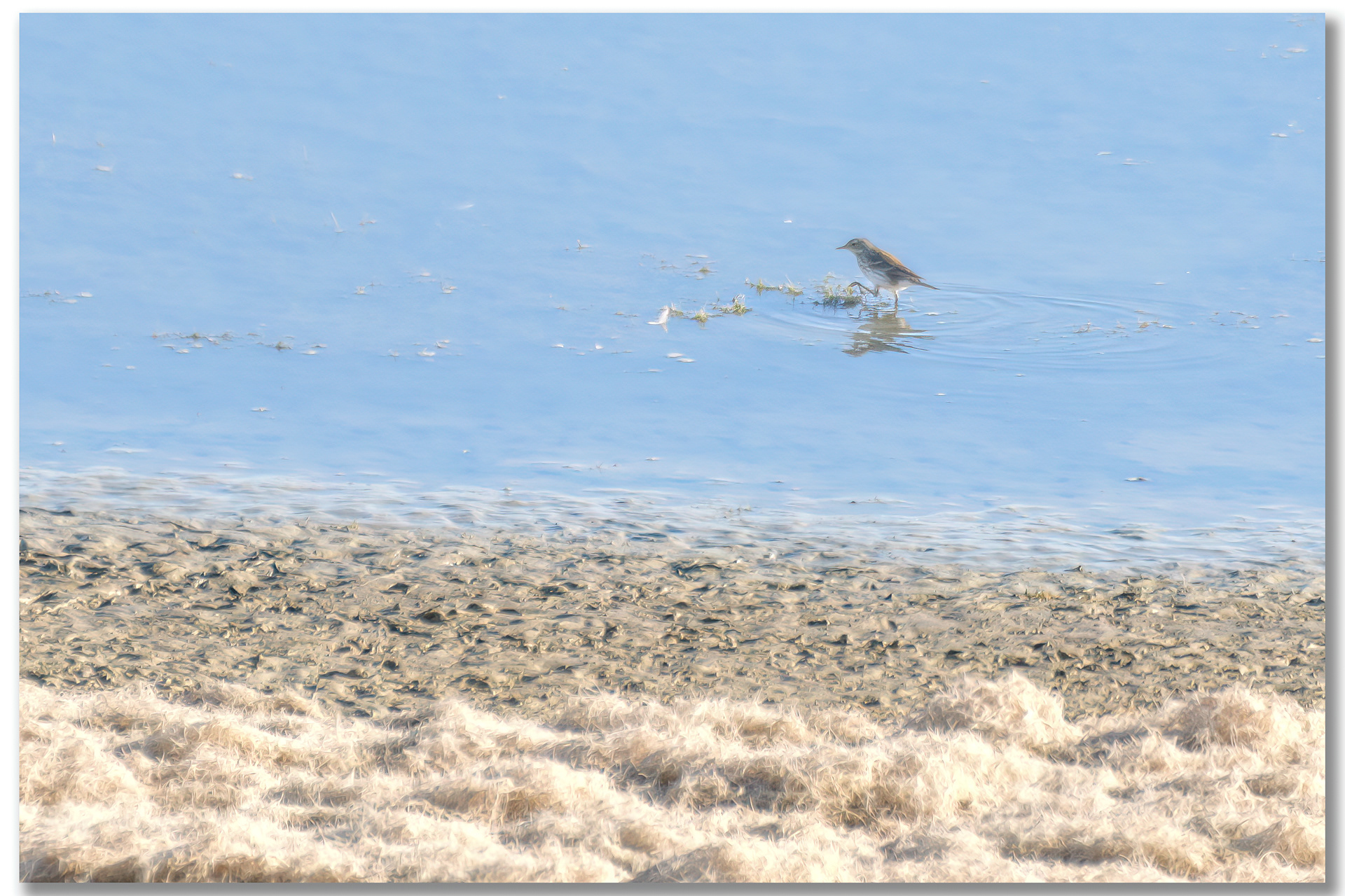 Pipit spioncelle - Anthus spinoletta