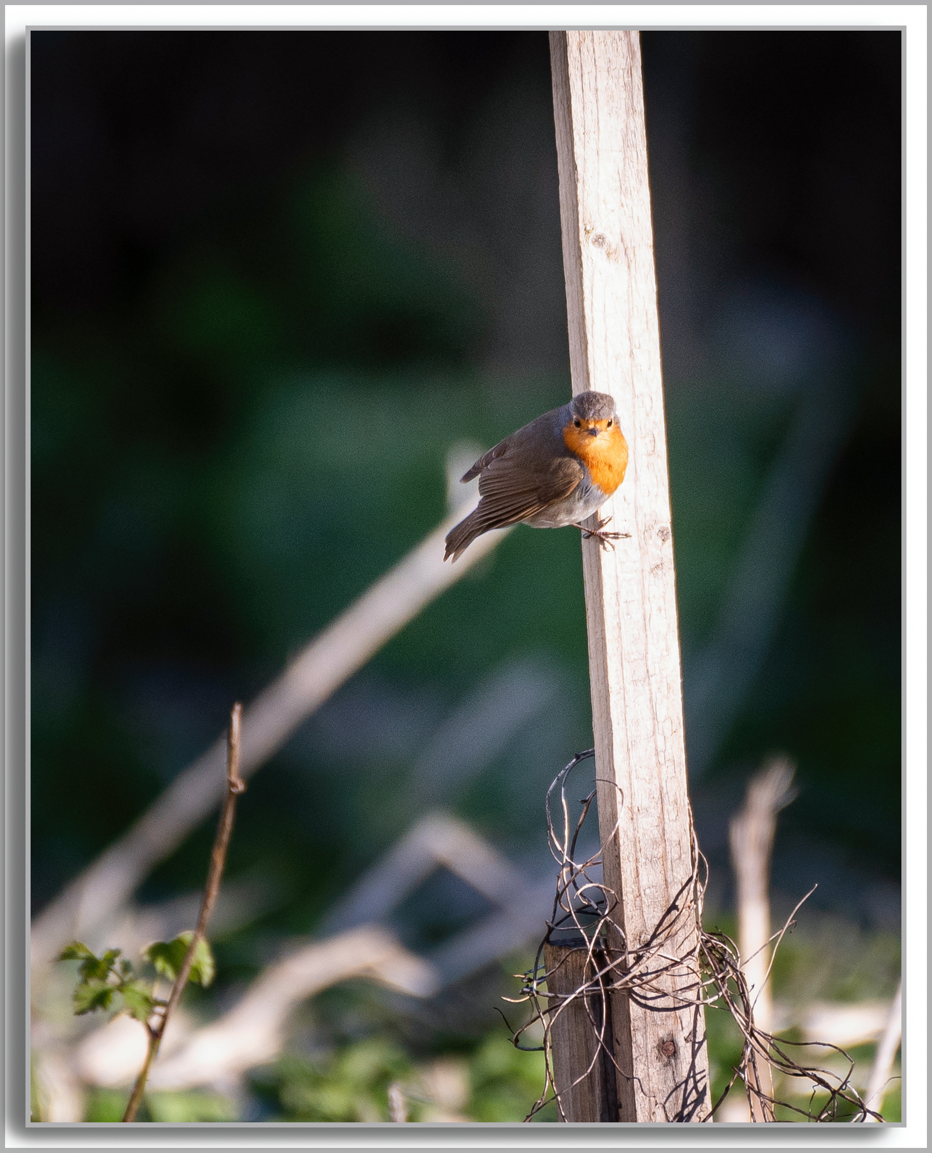 Rougegorge familier - Erithacus rubecula