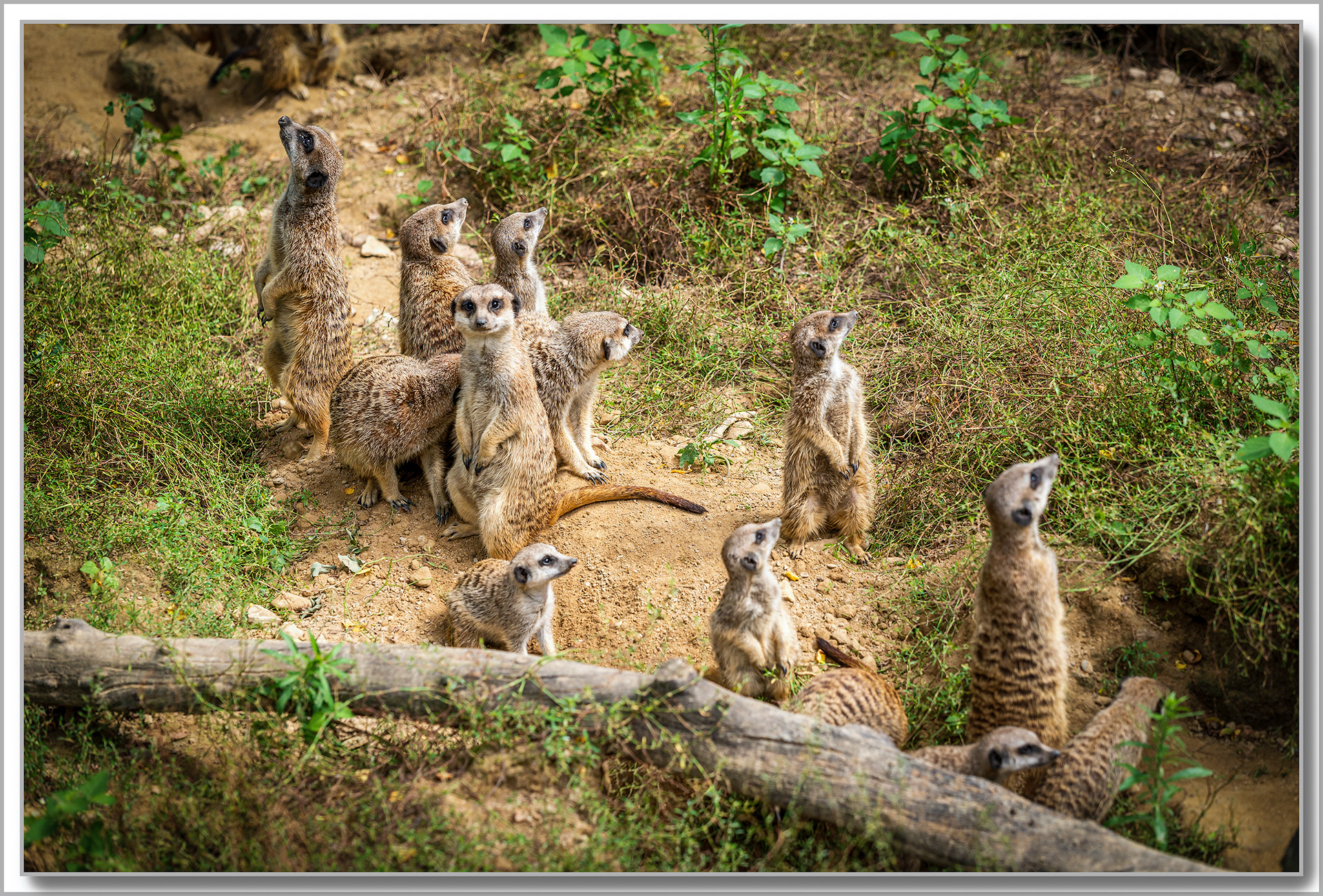 Suricate - Suricata Suricatta