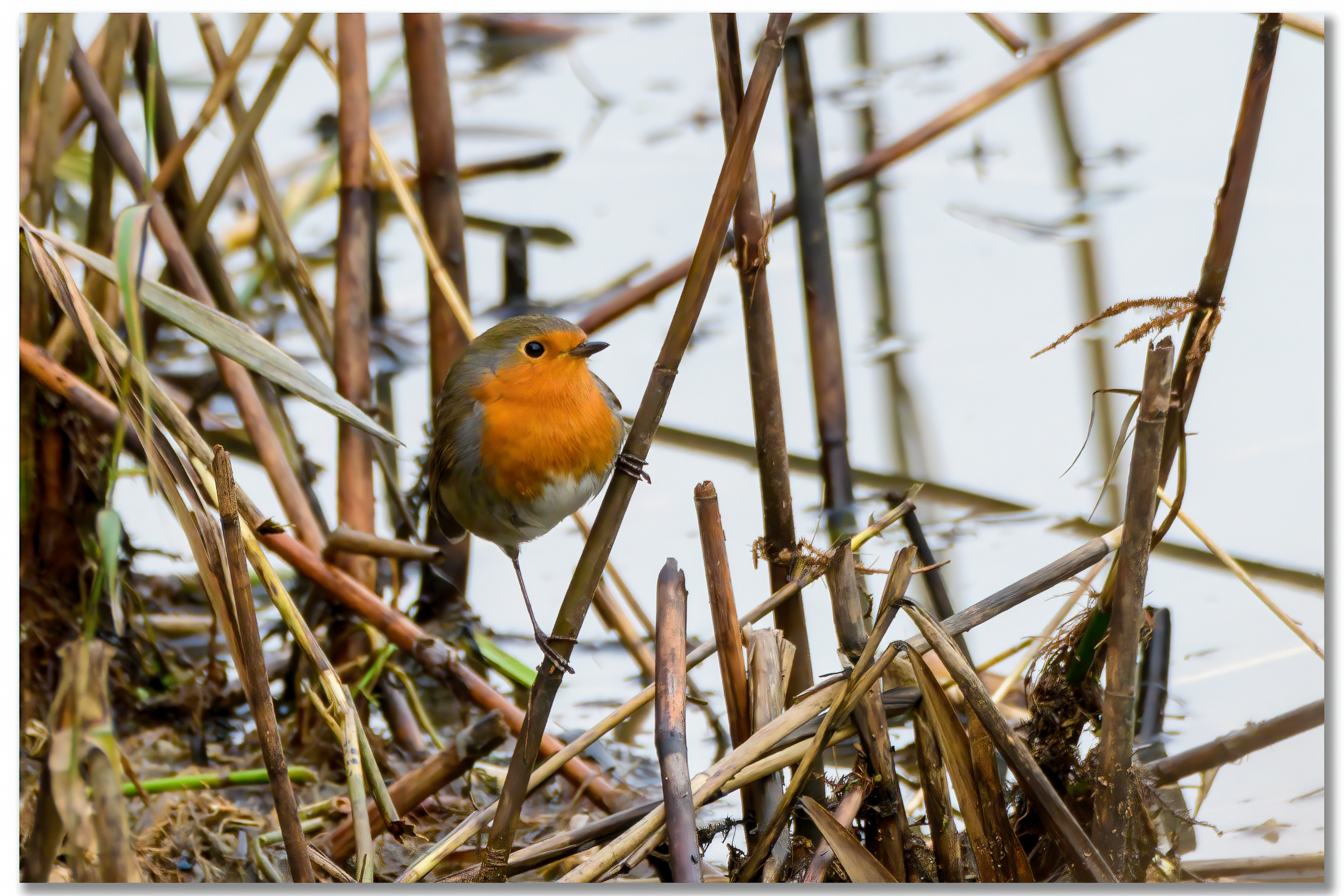 Rougegorge familier - Erithacus rubecula