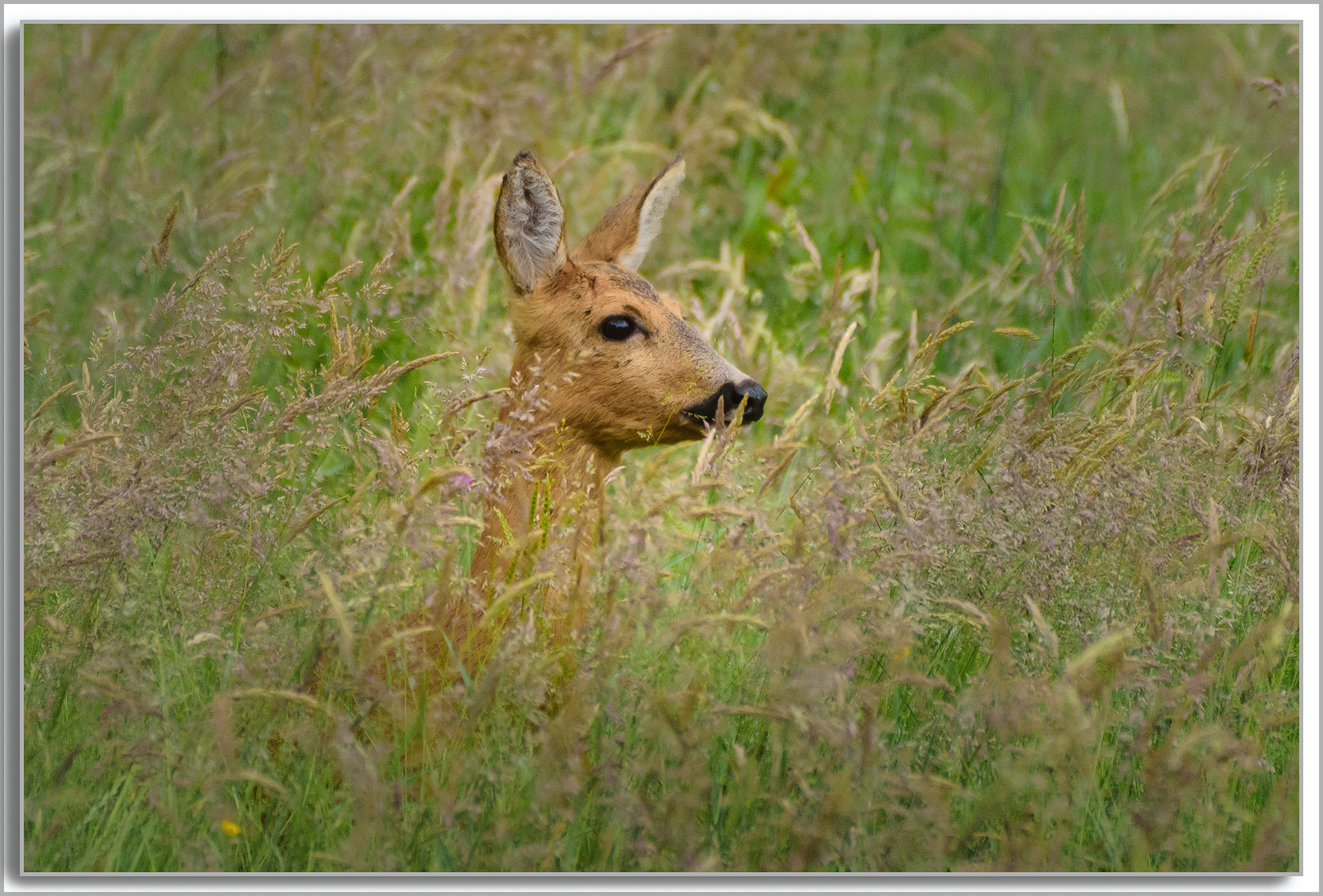 Chevreuil - Capreolus capreolus
