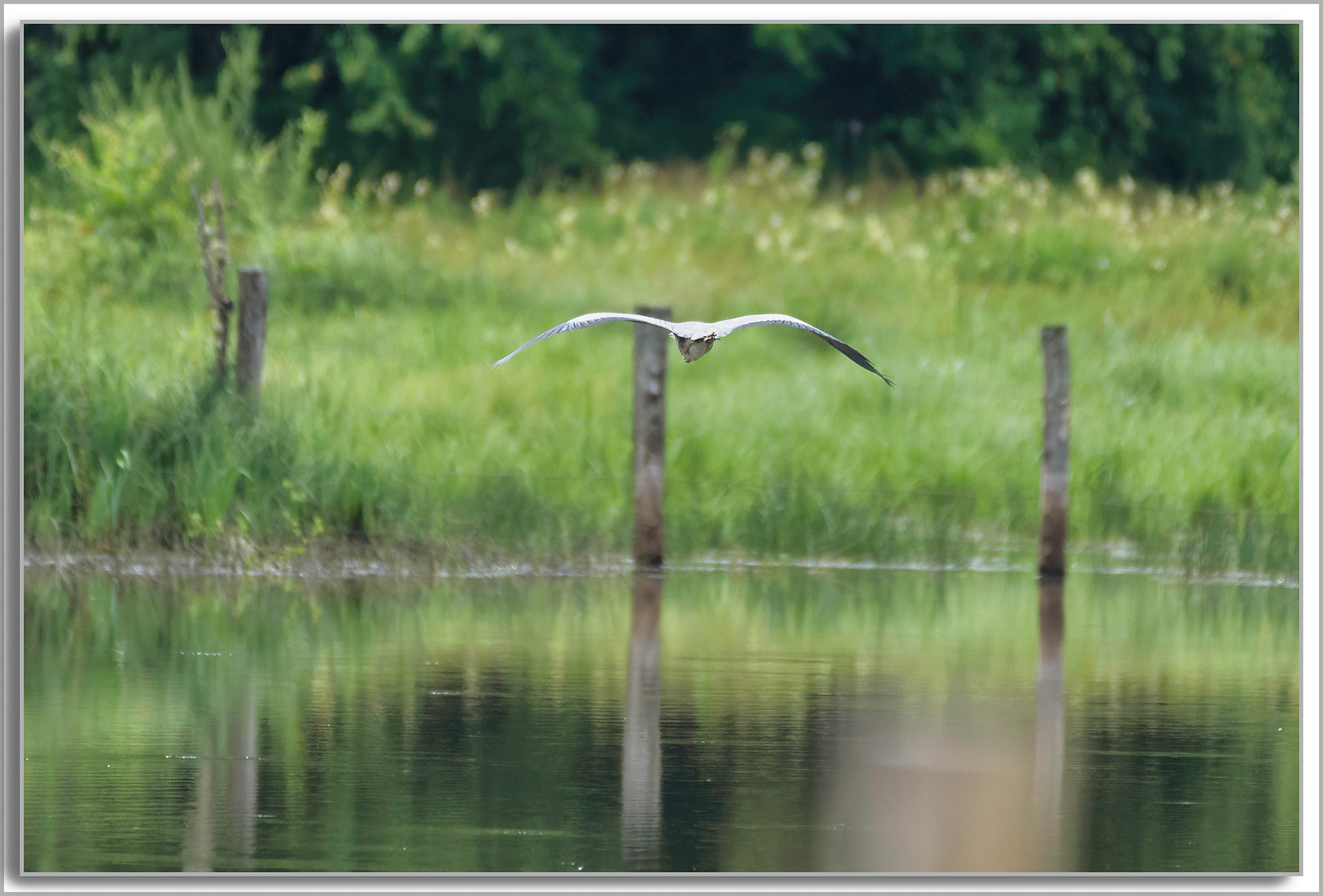 Héron cendré - Ardea Cinerea
