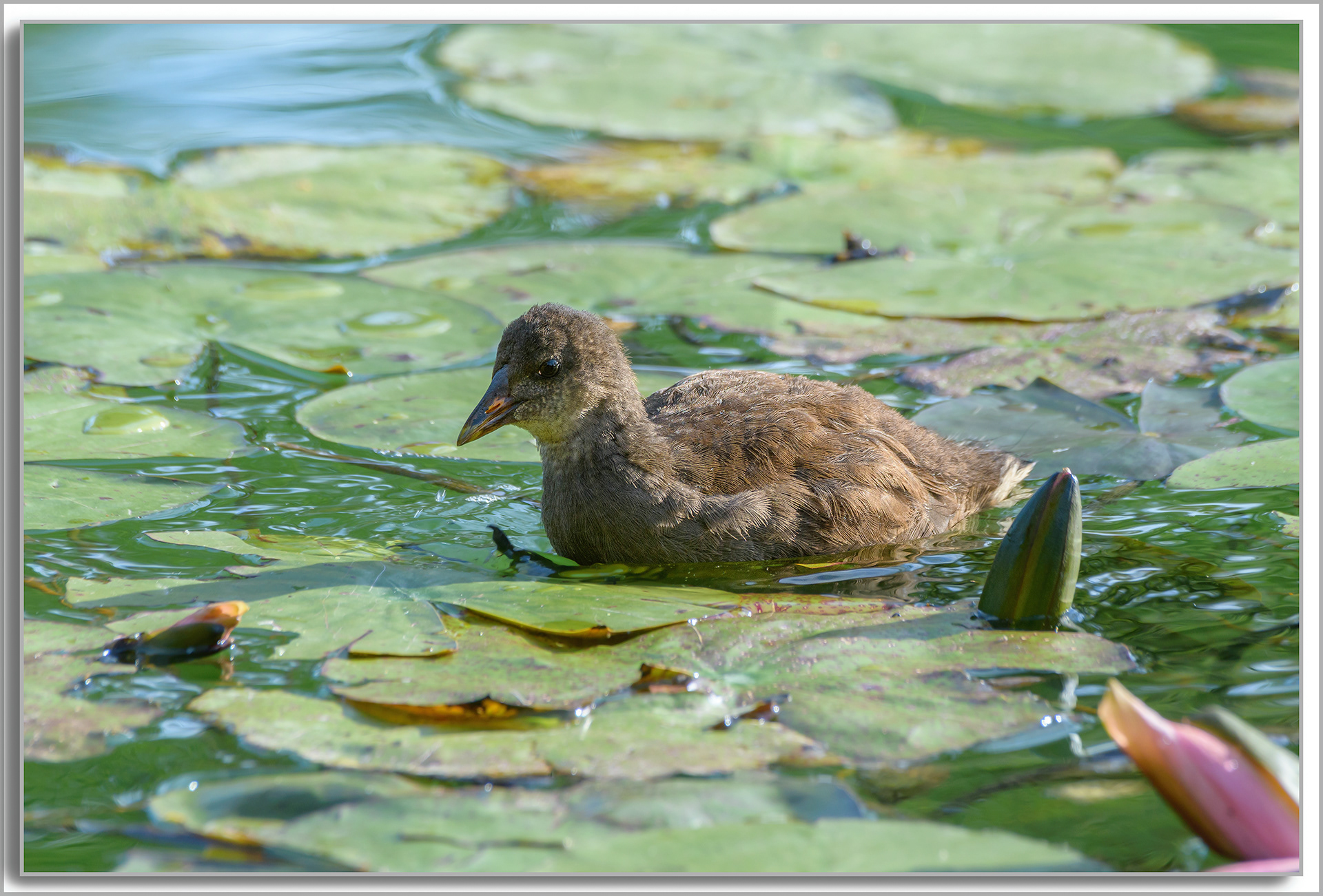 Gallinule poule d'eau - Gallinula Chloropus