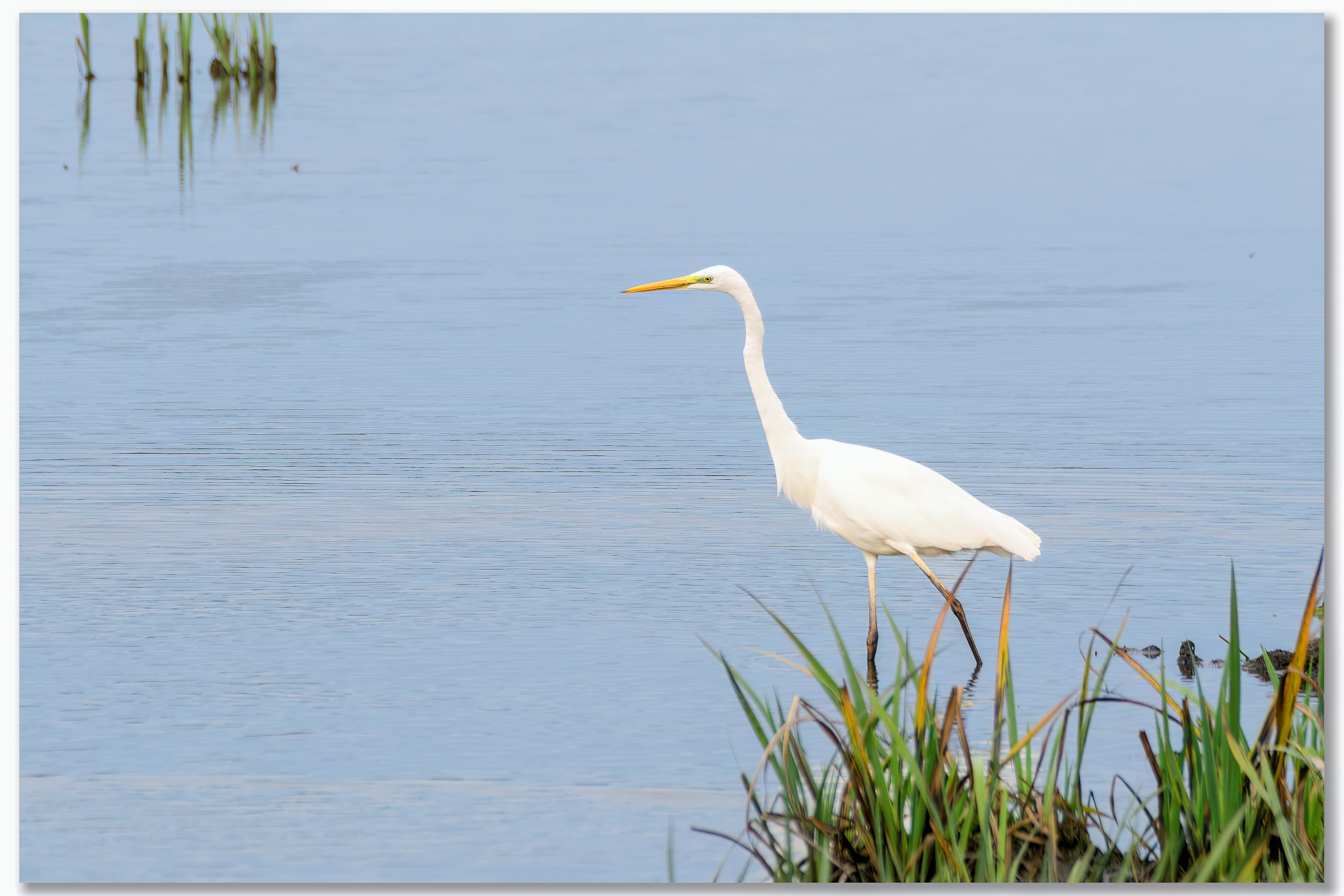Grande aigrette - Ardea alba