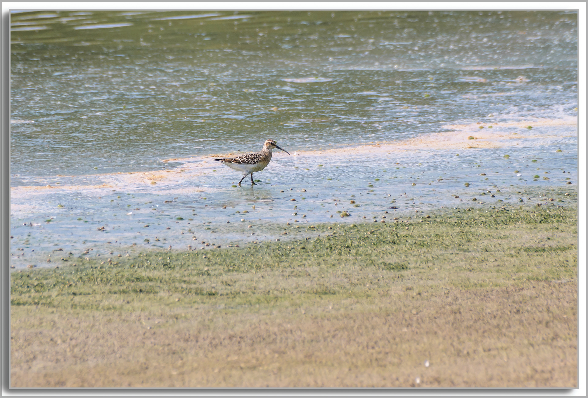 Bécasseau cocorli - Calidris ferruginea