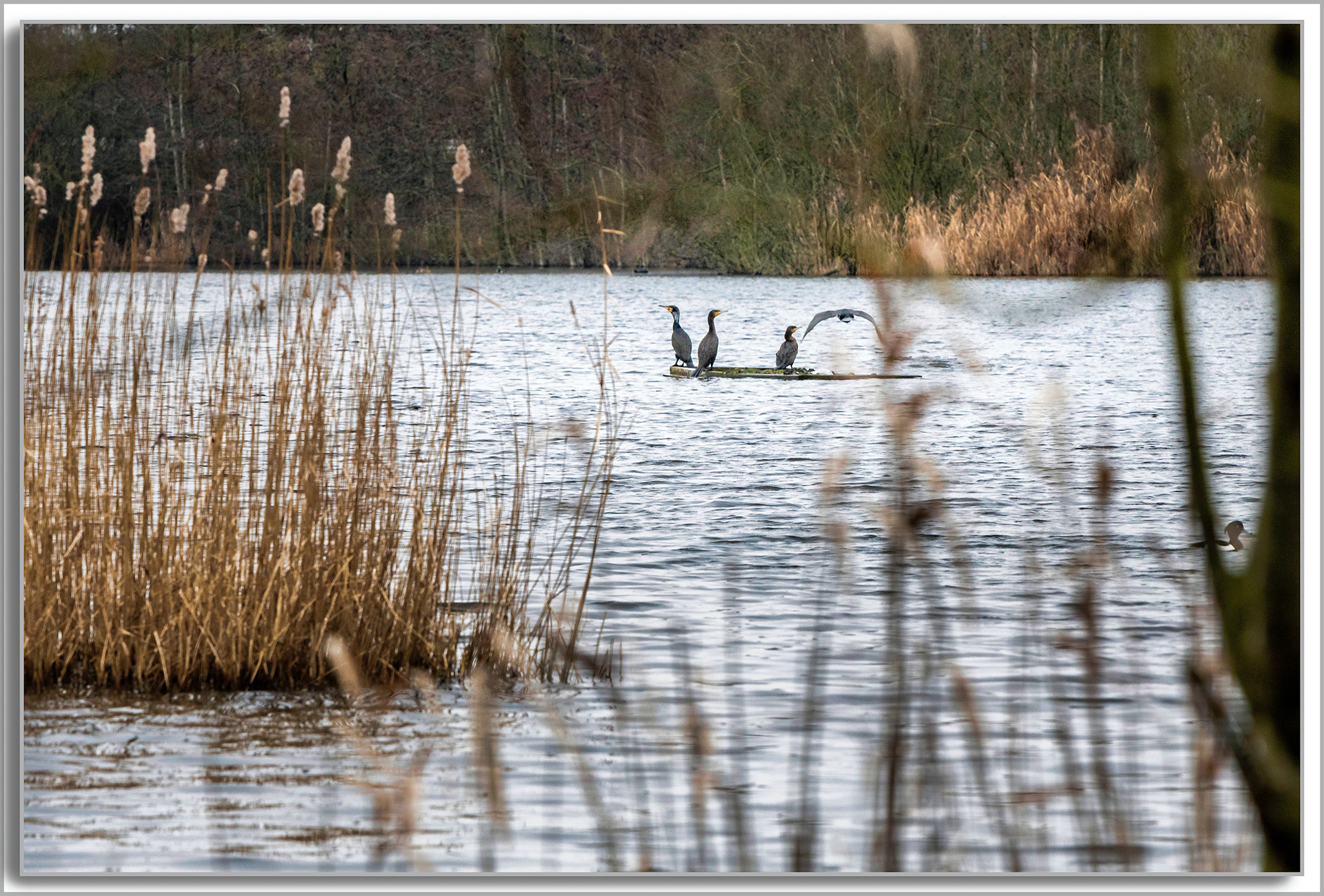 Grand Cormoran - Phalacrocorax carbo